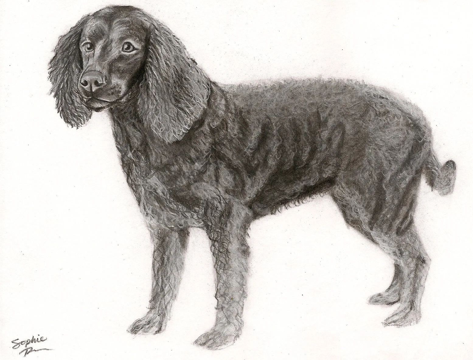 Some Dogs Have Curly Hair, 2026