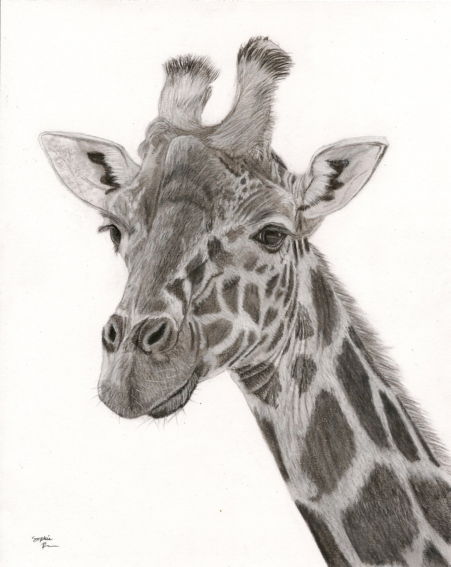 Giraffe, 2026