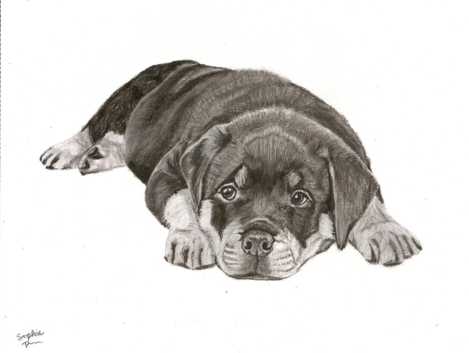 Some Dogs are Young, 2026