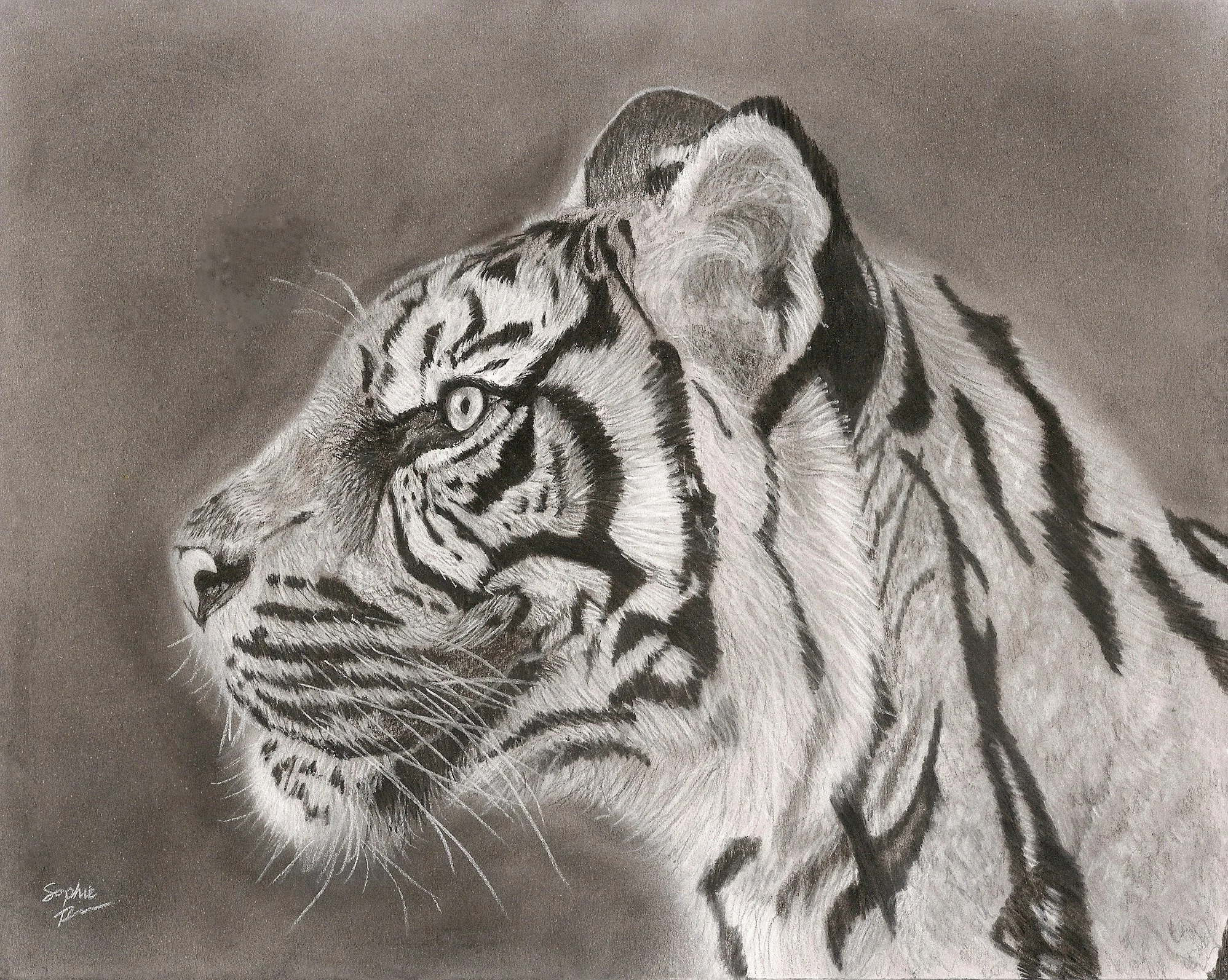 Tiger, 2026