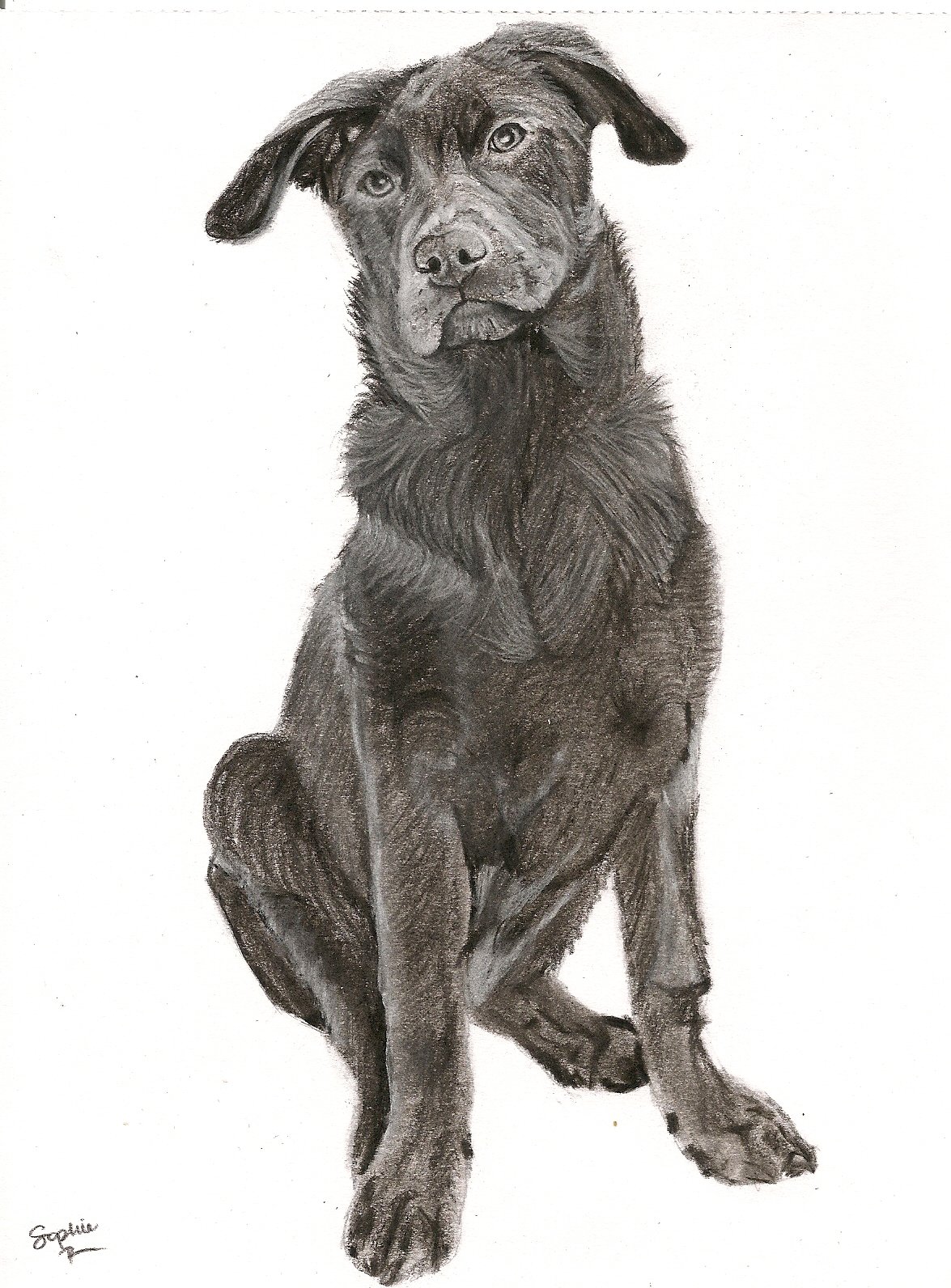 Some Dogs Have No Spots, 2026