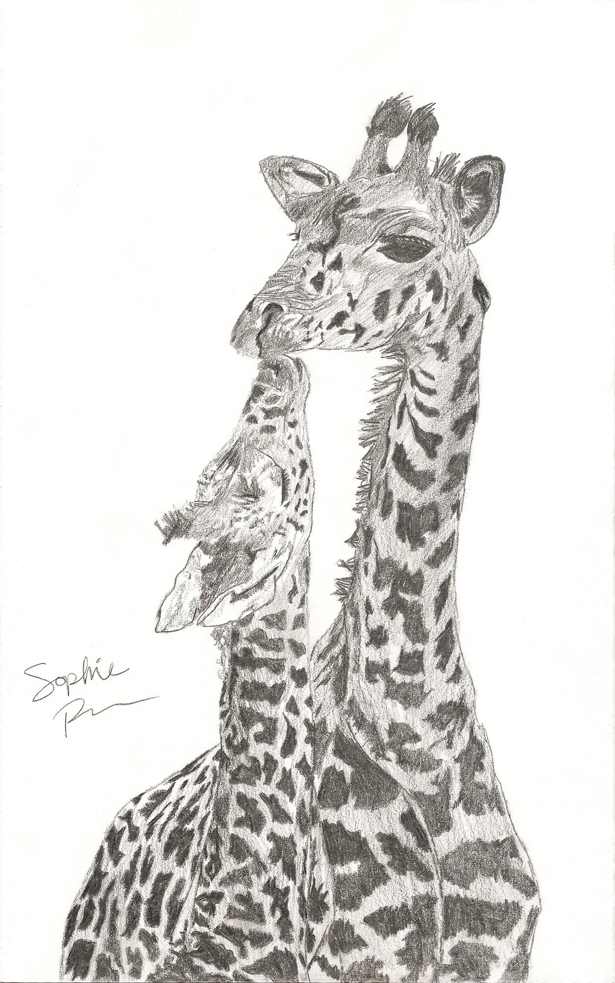 Mama and Baby Girraffe