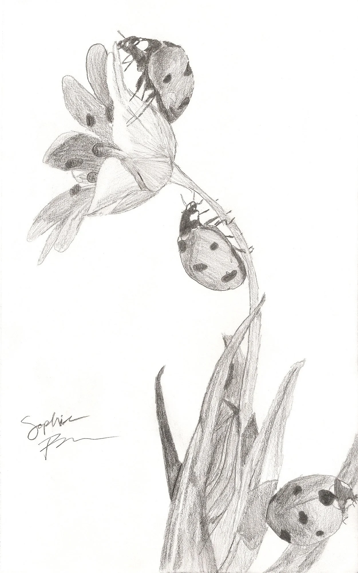 Ladybugs on a Flower, 2025