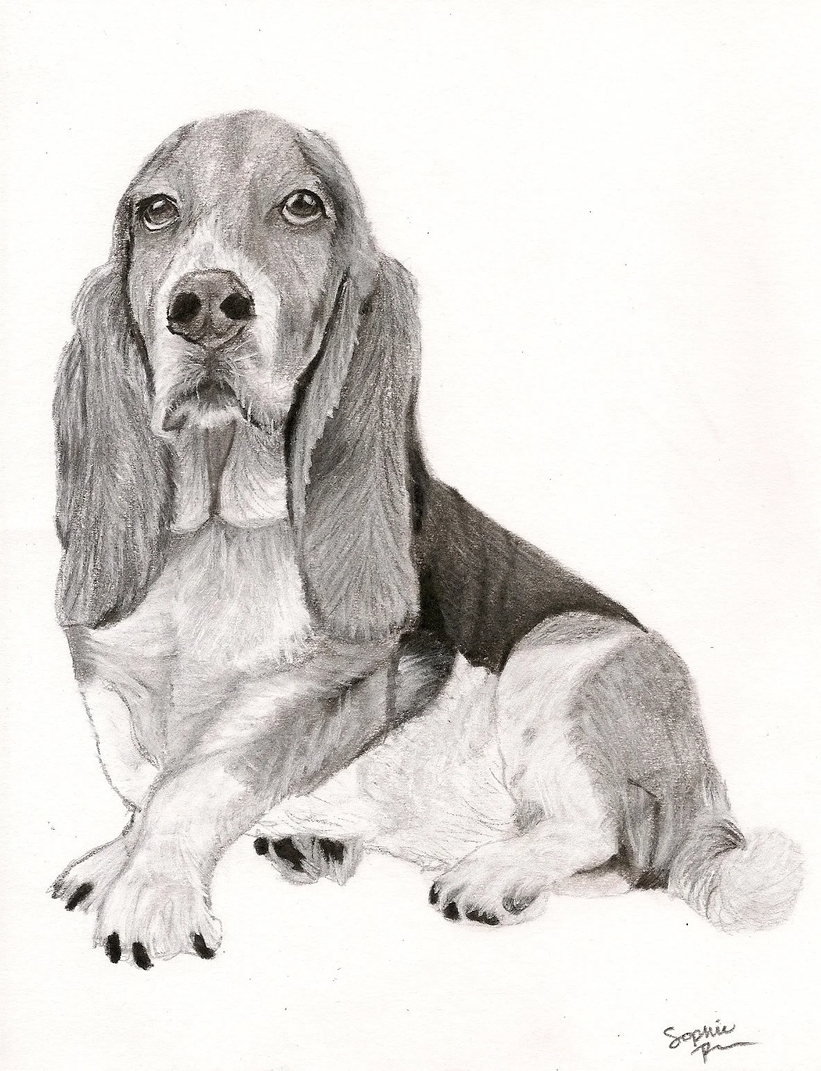 Basset Hound Gus Gus.jpg