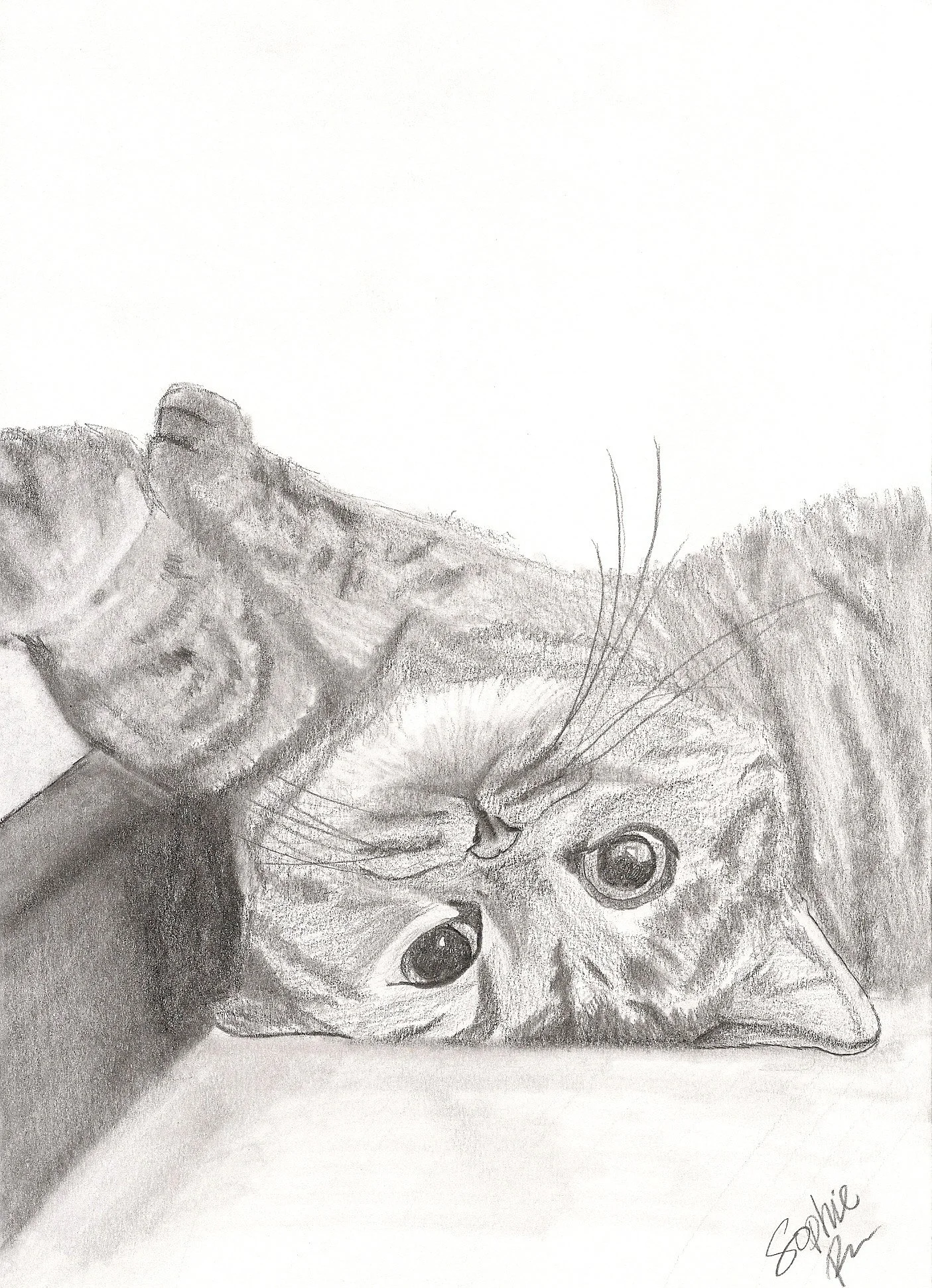 Comfy Cat