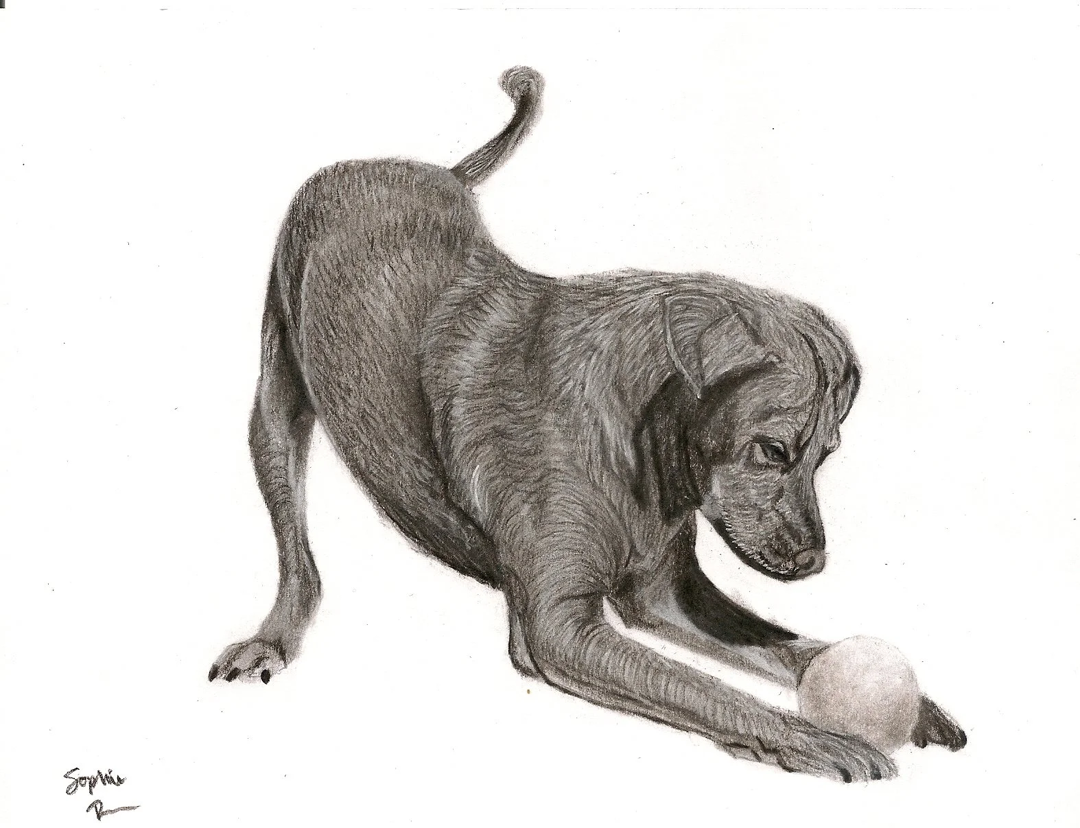 Some Dogs are Playful, 2026