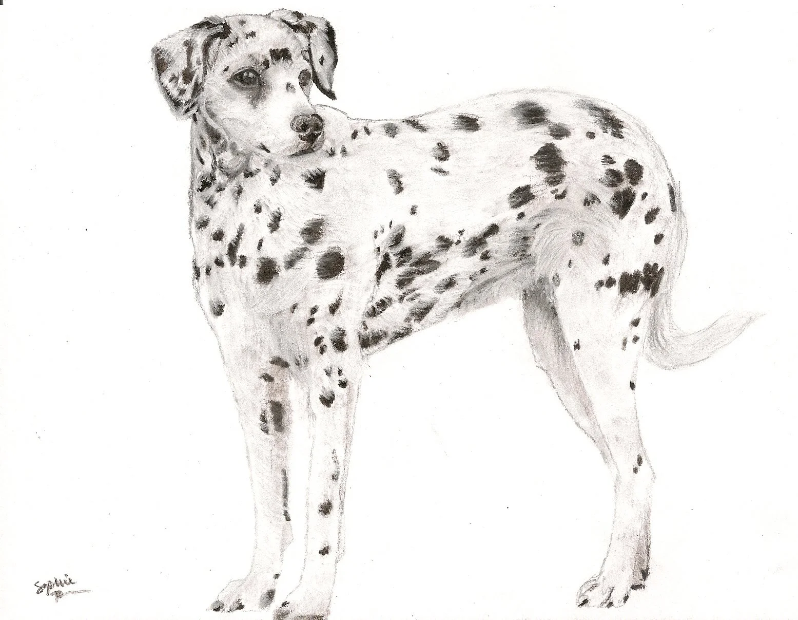 Dalmation (1).jpg