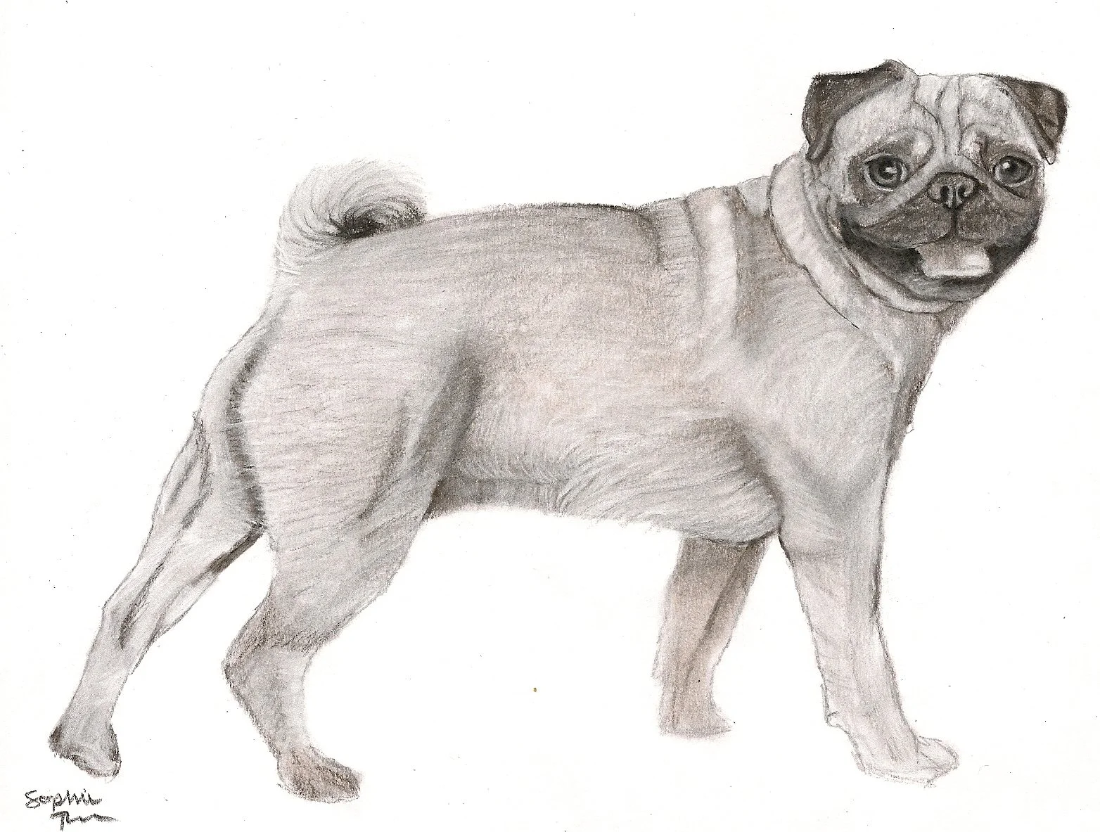 Some Dogs Have Small Ears, 2026