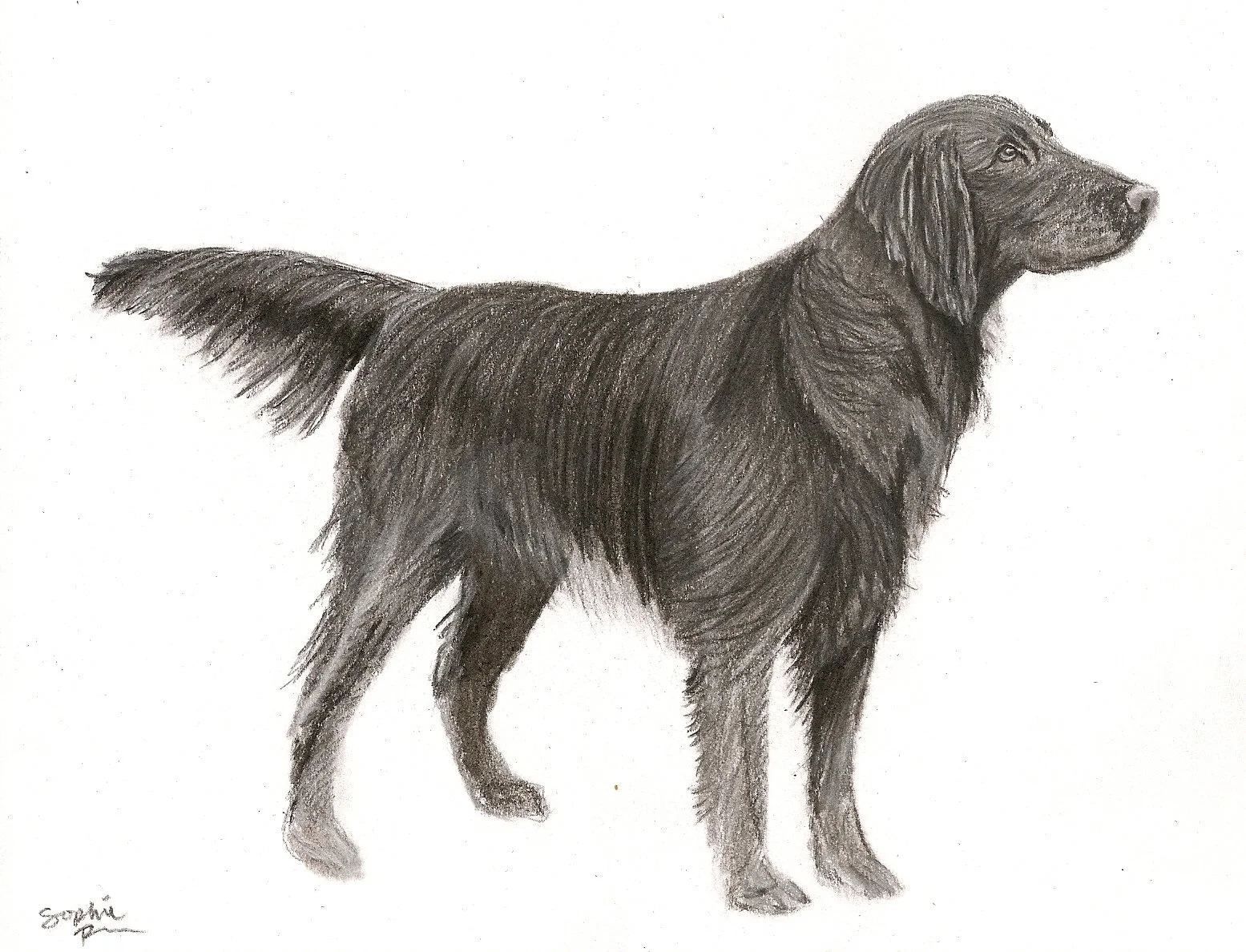 Some Dogs Have Straight Hair, 2026