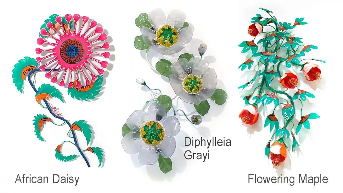 Bebe - daisy - grayi - maple.jpg