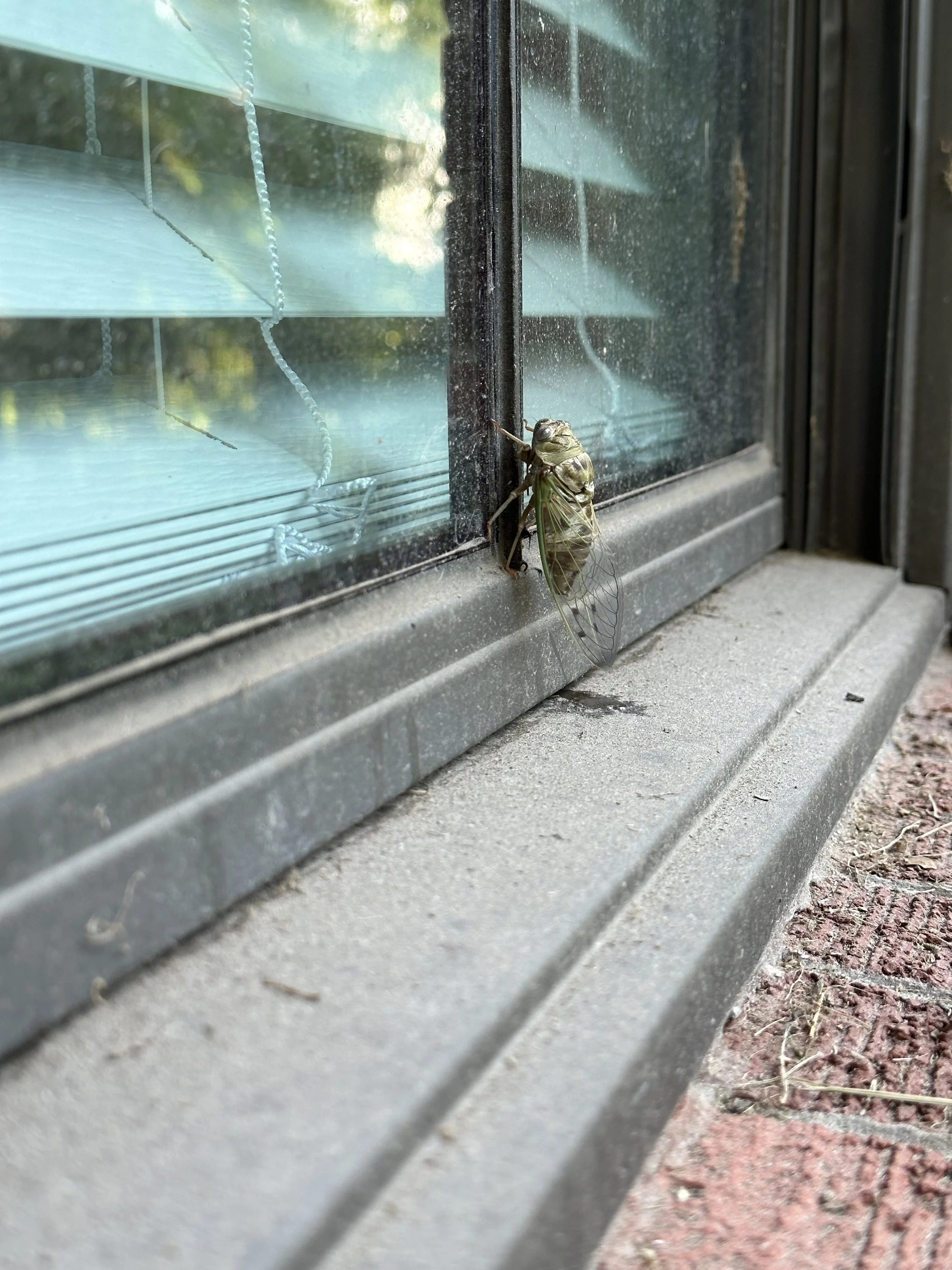 A cicada resting on the window frame of a house, with the window slightly open and blinds visible inside.