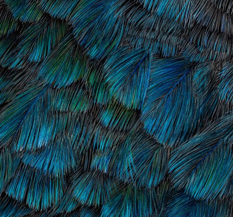 unextinct-closeup-feathers2.jpeg