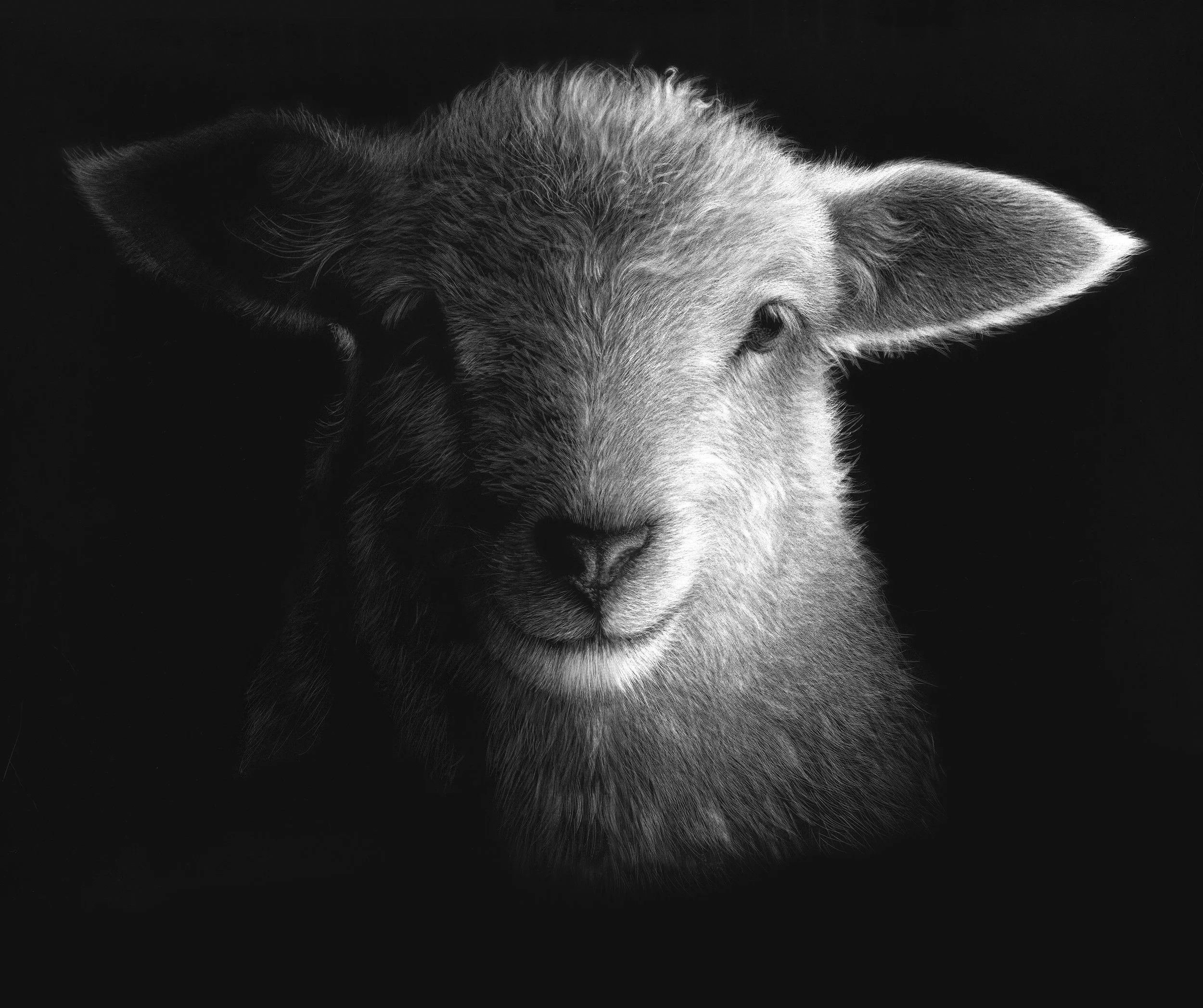 Lamb_scratchboard.jpg