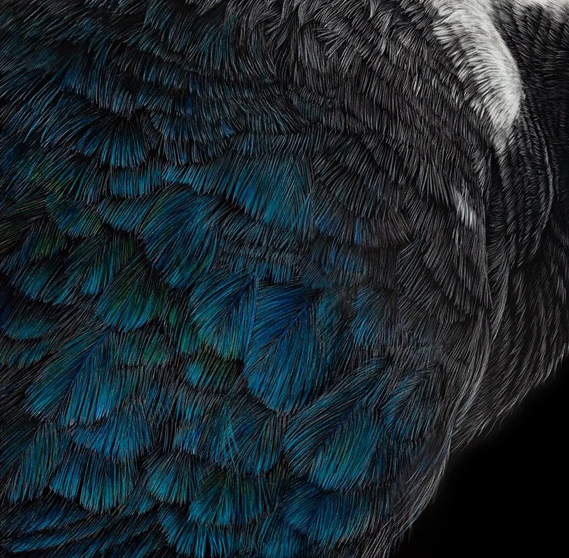 unextinct-closeup-feathers.jpeg