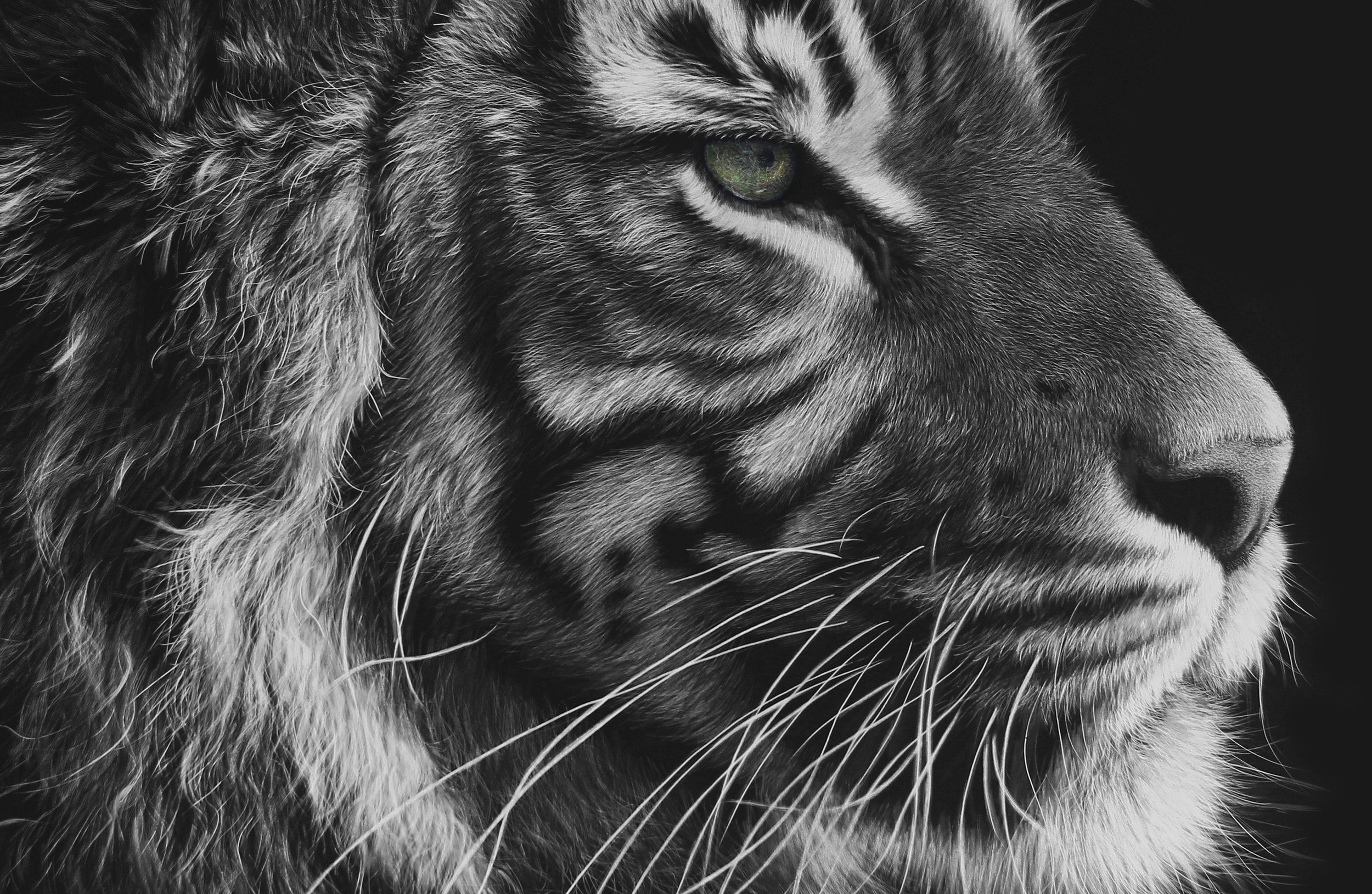 Surviving Sumatra - closeup.jpg