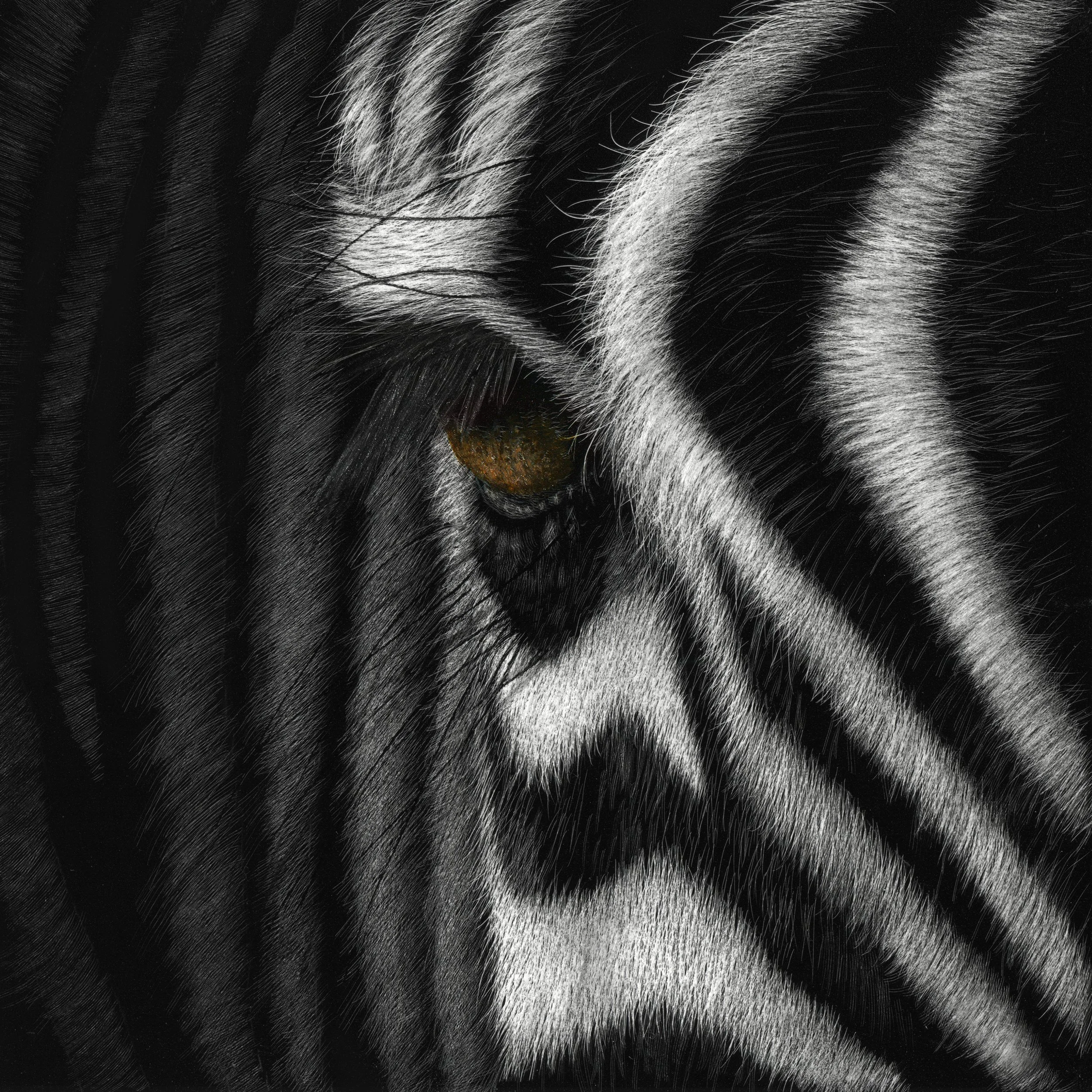 Zebra eye_Heres Looking at You Too.jpg