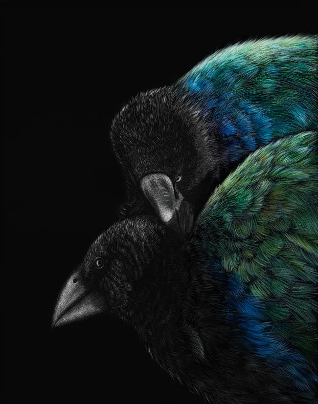 Takahe_Te-Awhiorangi-and-Orbell.jpeg
