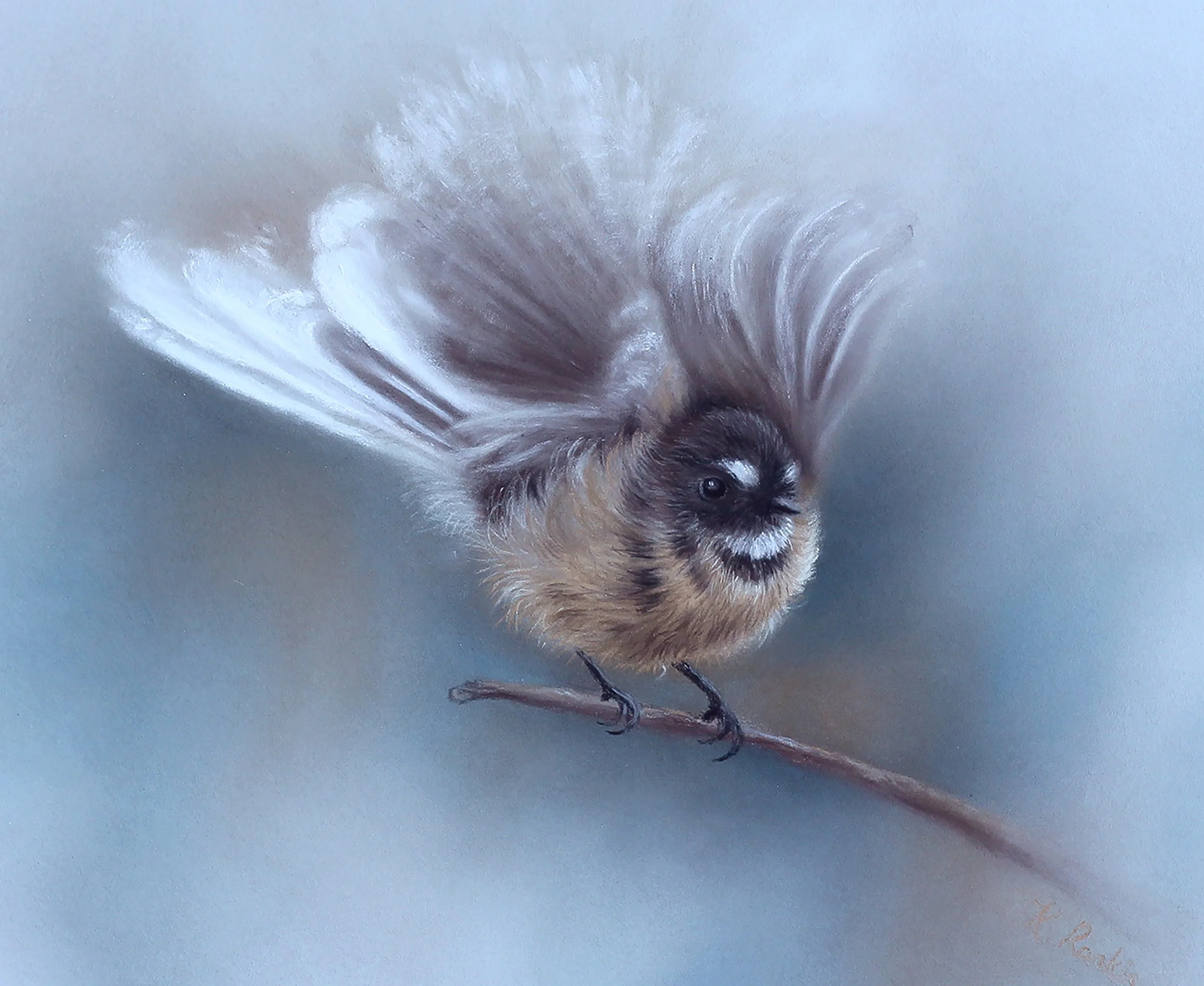 fantail - closeup.jpg