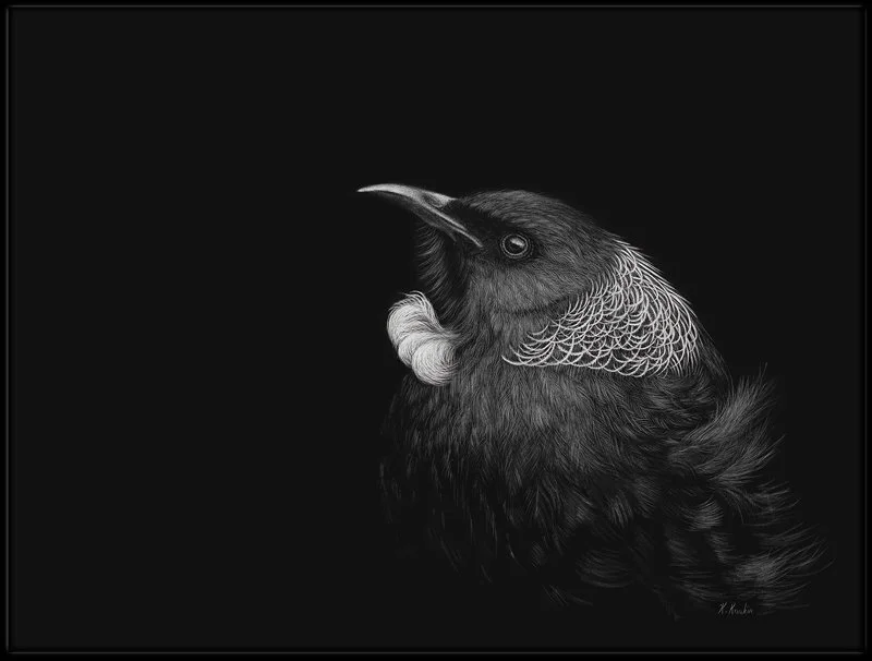tui-scratchboard.jpg