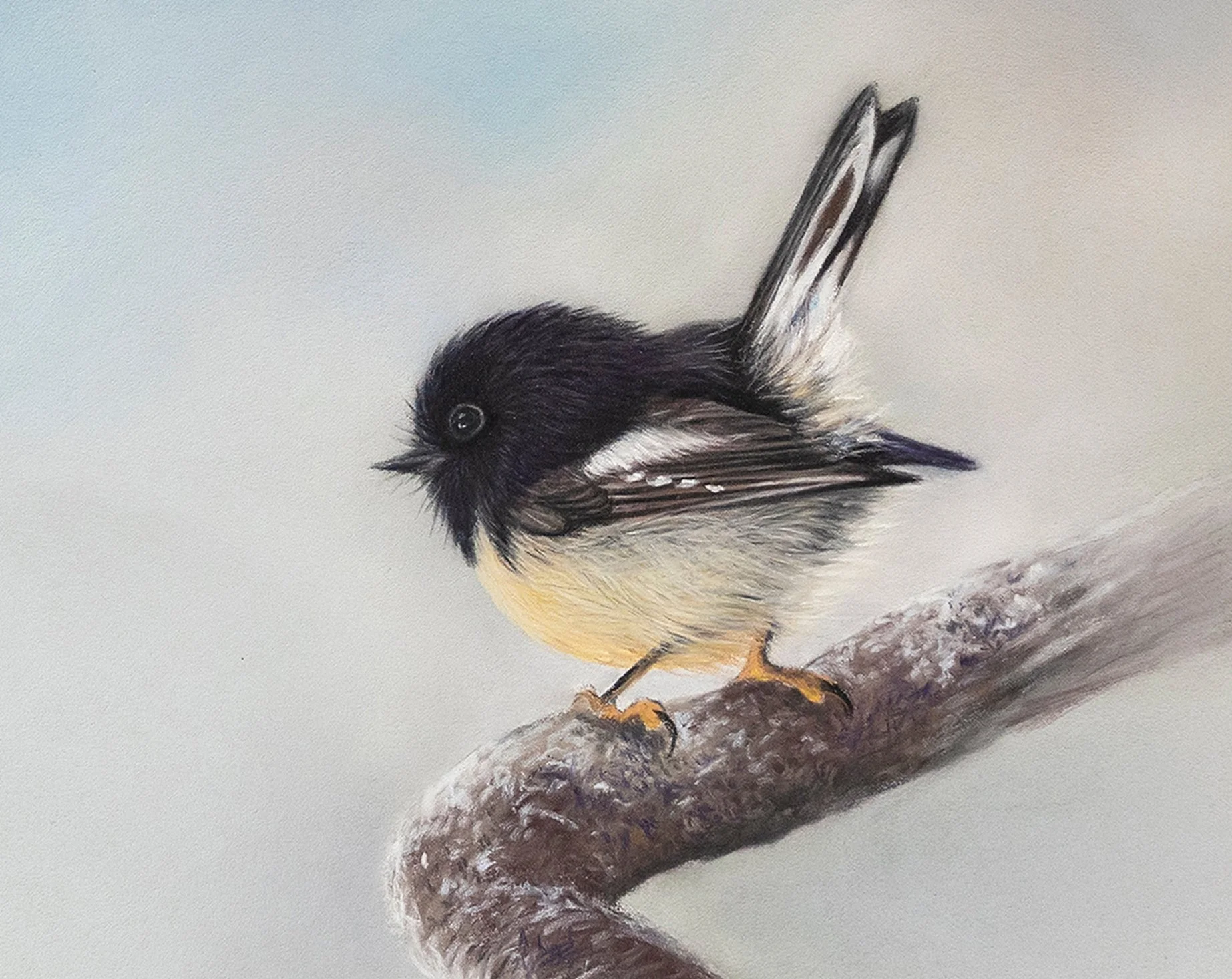 tomtit _ closeup.jpg
