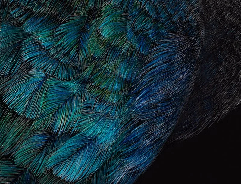 takahe-scratchboard-feathers.jpg