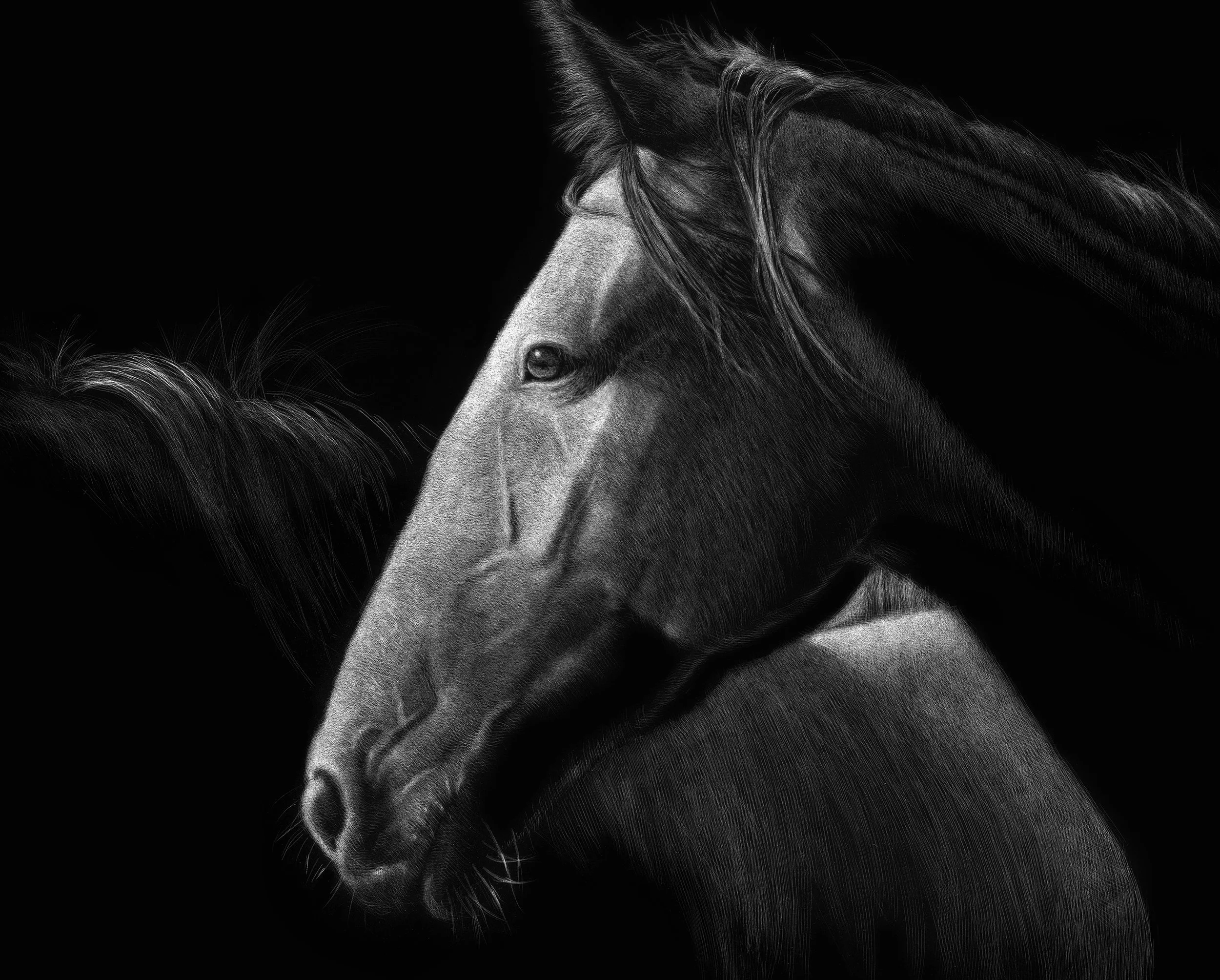 Horses_Anticipation closeup.jpg