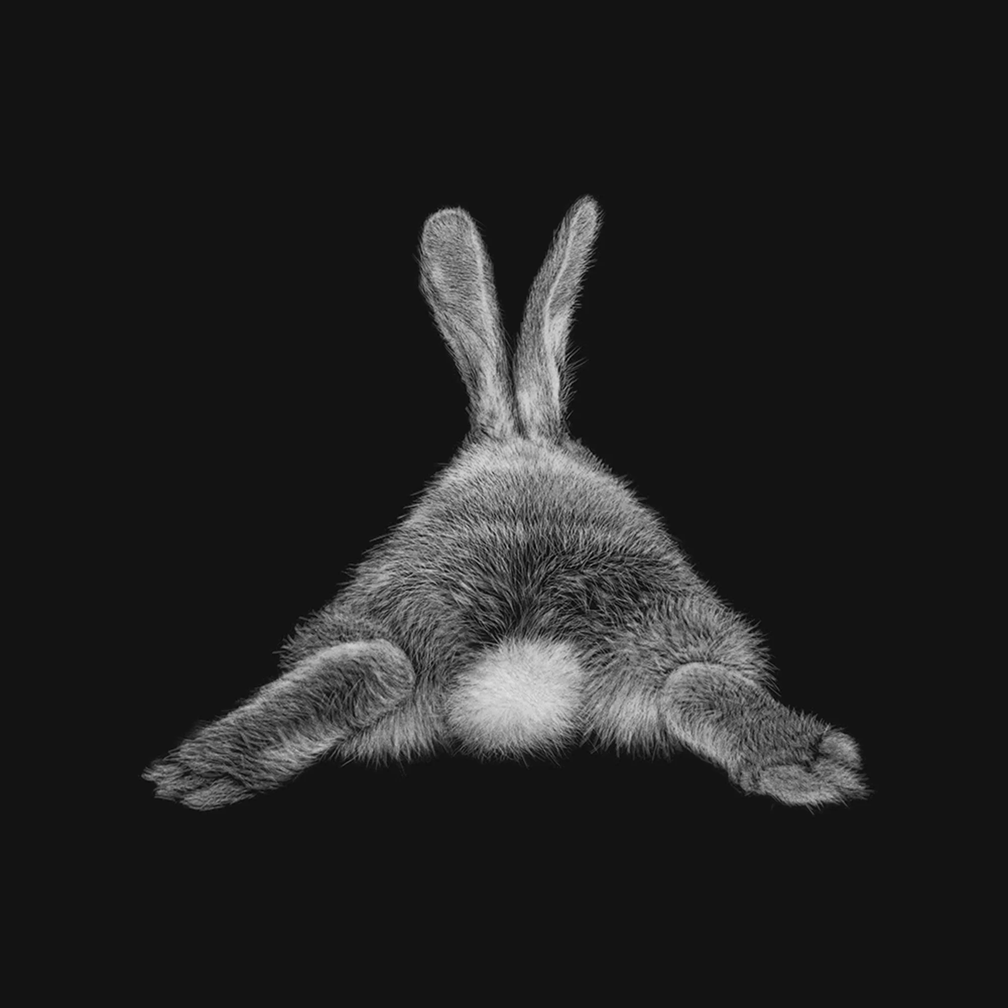 CottonTail_KarenRankin.jpg
