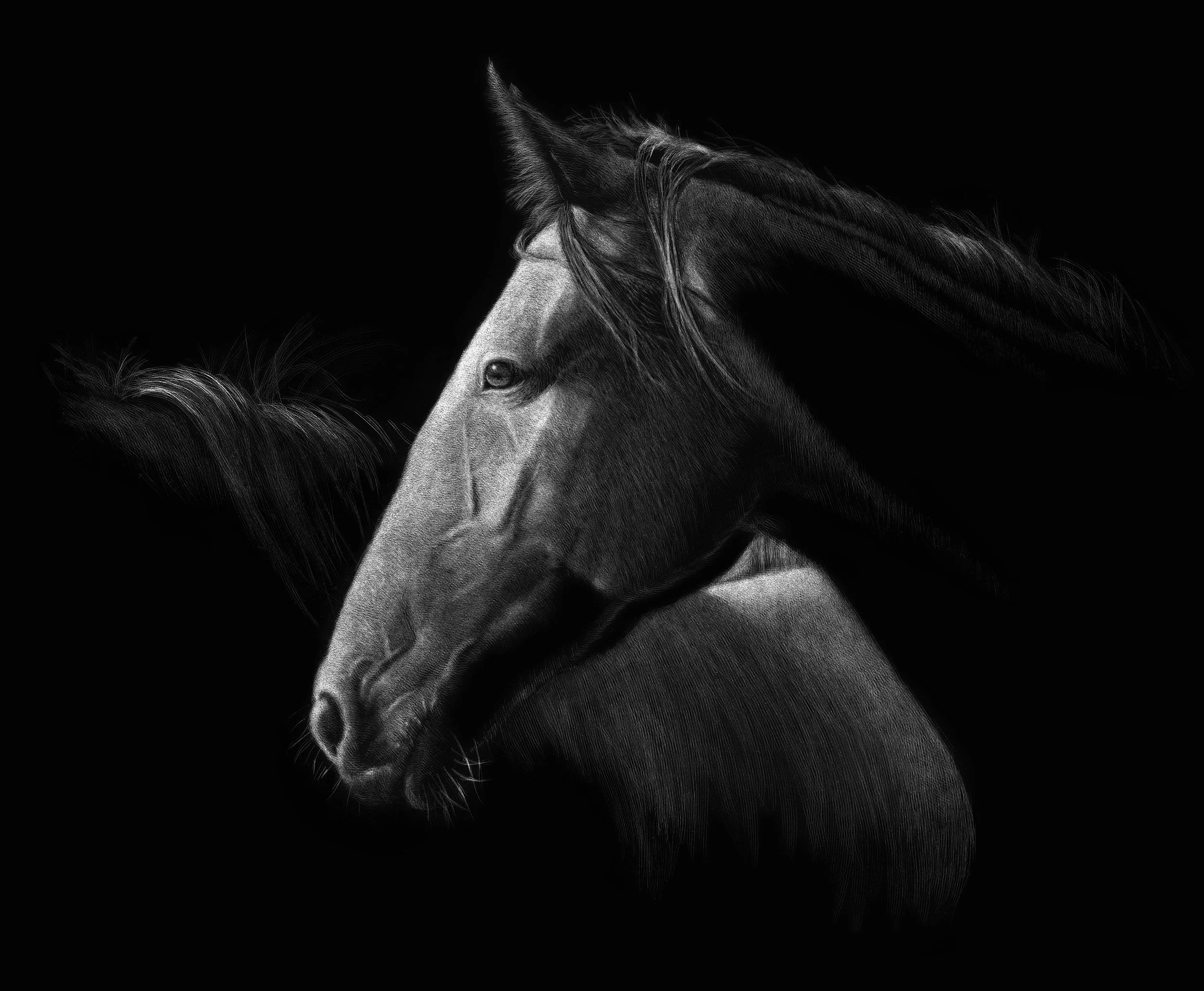 Horses_Anticipation.jpg