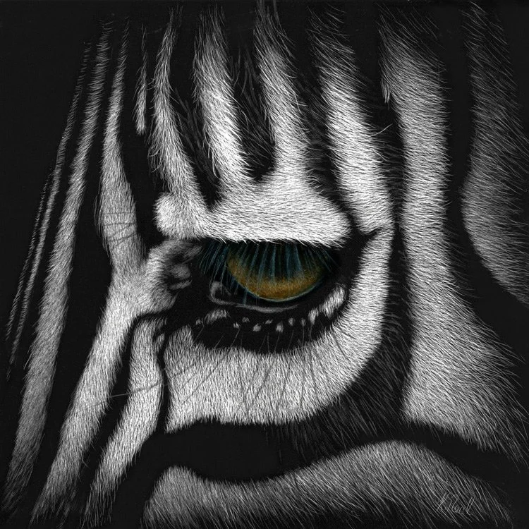 Zebra_eye_scratchboard2.jpg