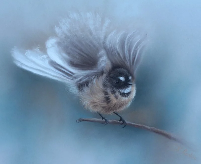 fantail-in-flight_closeup.jpg