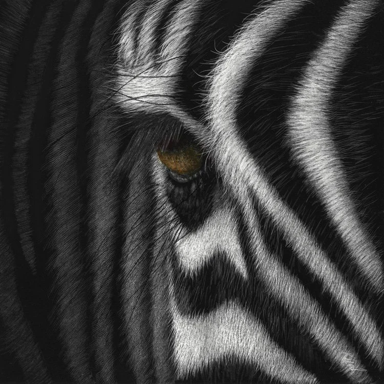 Zebra_eye_scratchboard1.jpg (Copy)