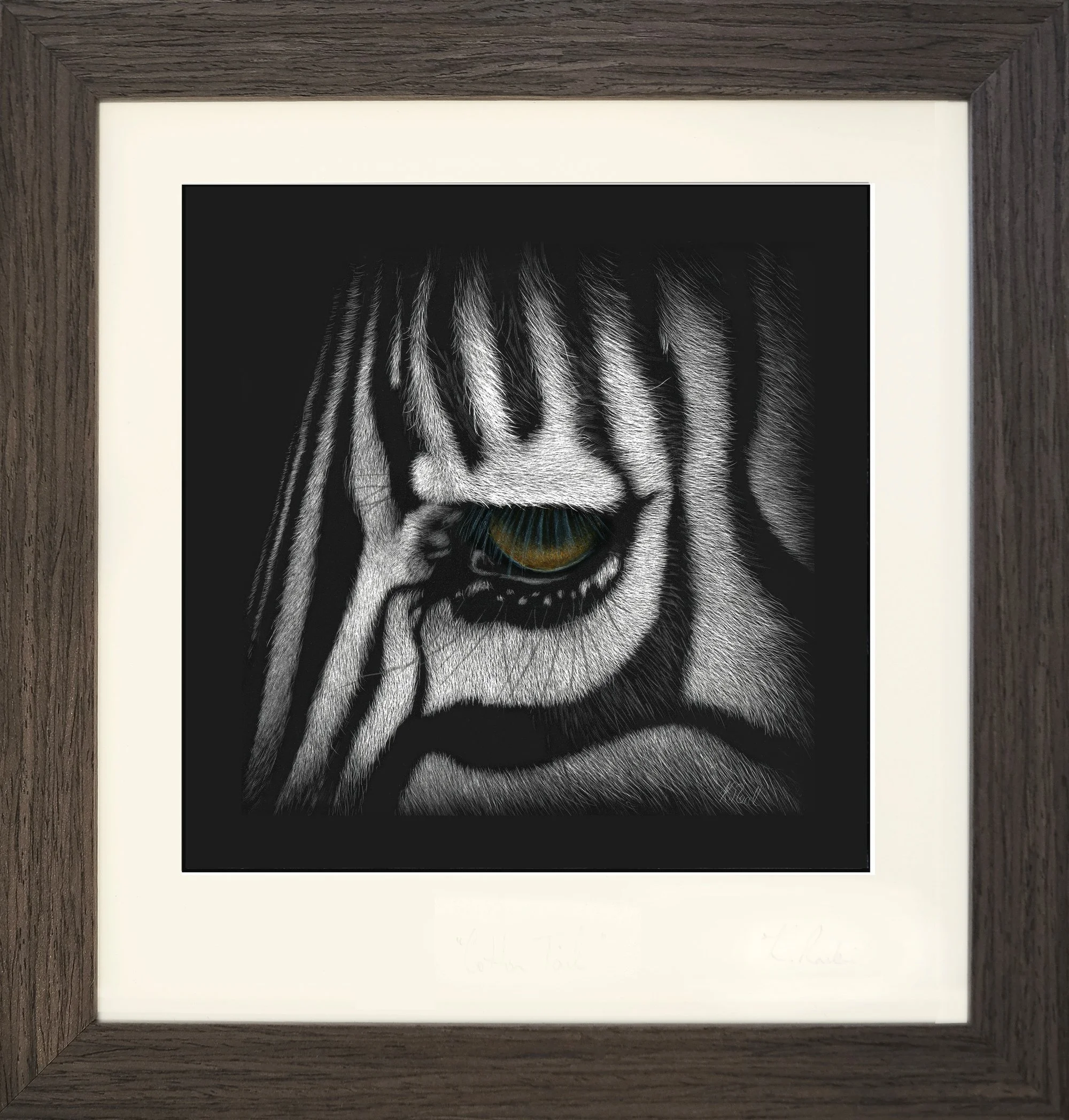 zebra_framed.jpg