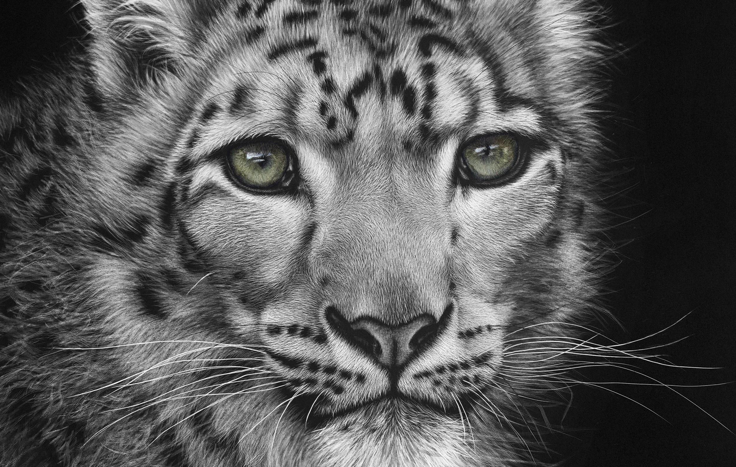 snow_leopard_snowqueen closeup.jpg