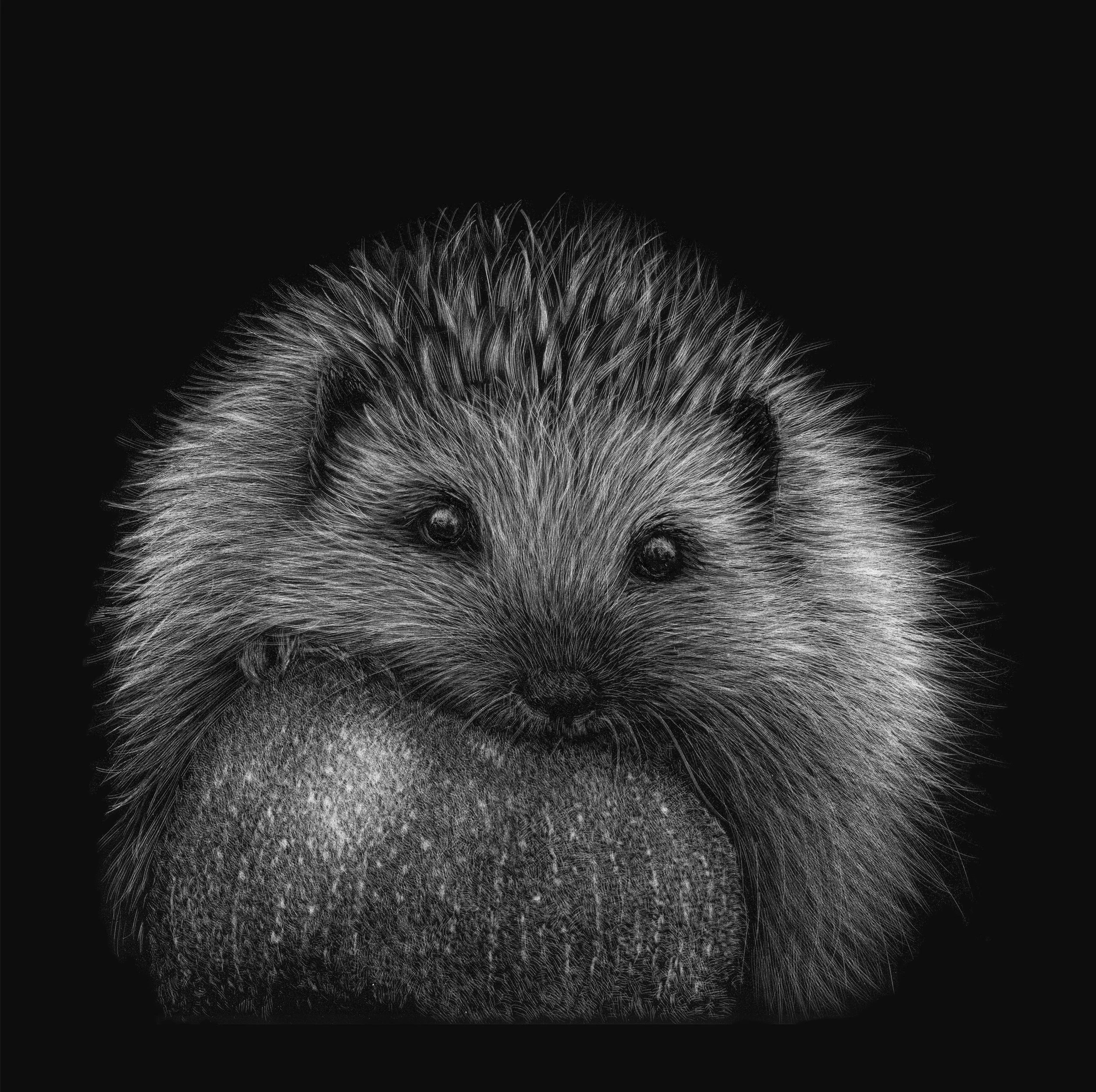 hedgehog-art.jpg