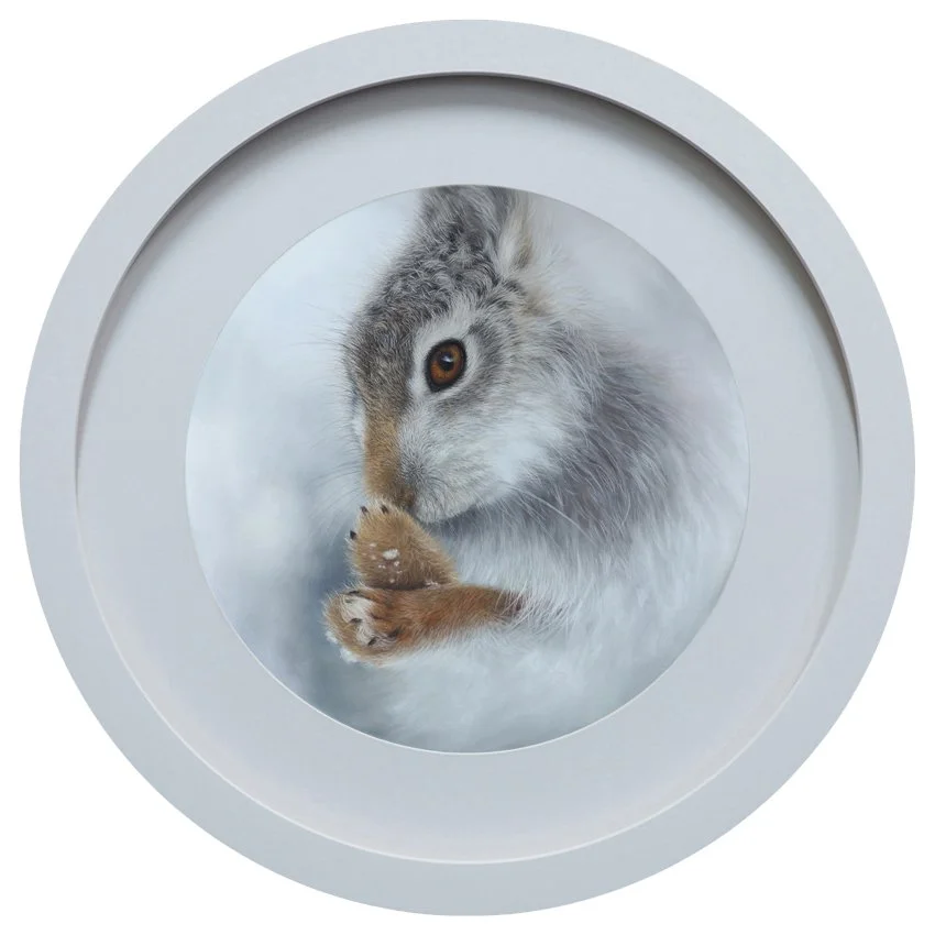 Hare-of-a-Whisker-framed.jpg