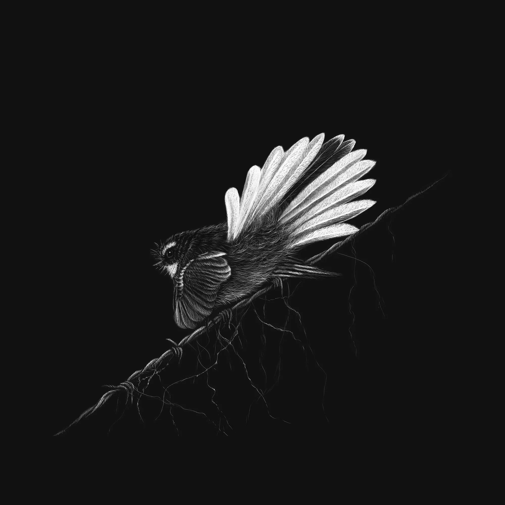 Fantail_Bottoms Up.jpg