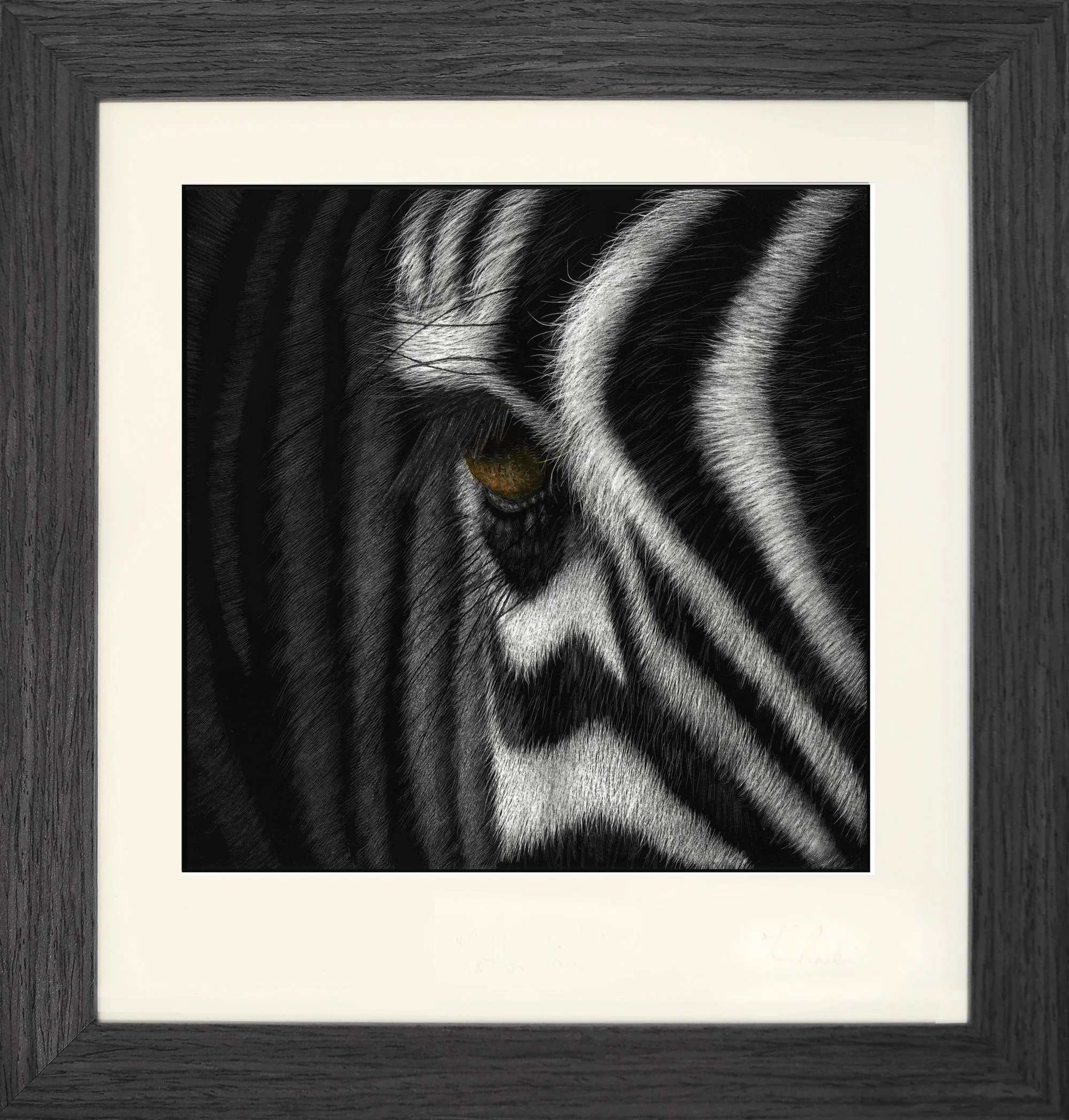 zebra-framed-hereslookingatyoutoo grey.jpg