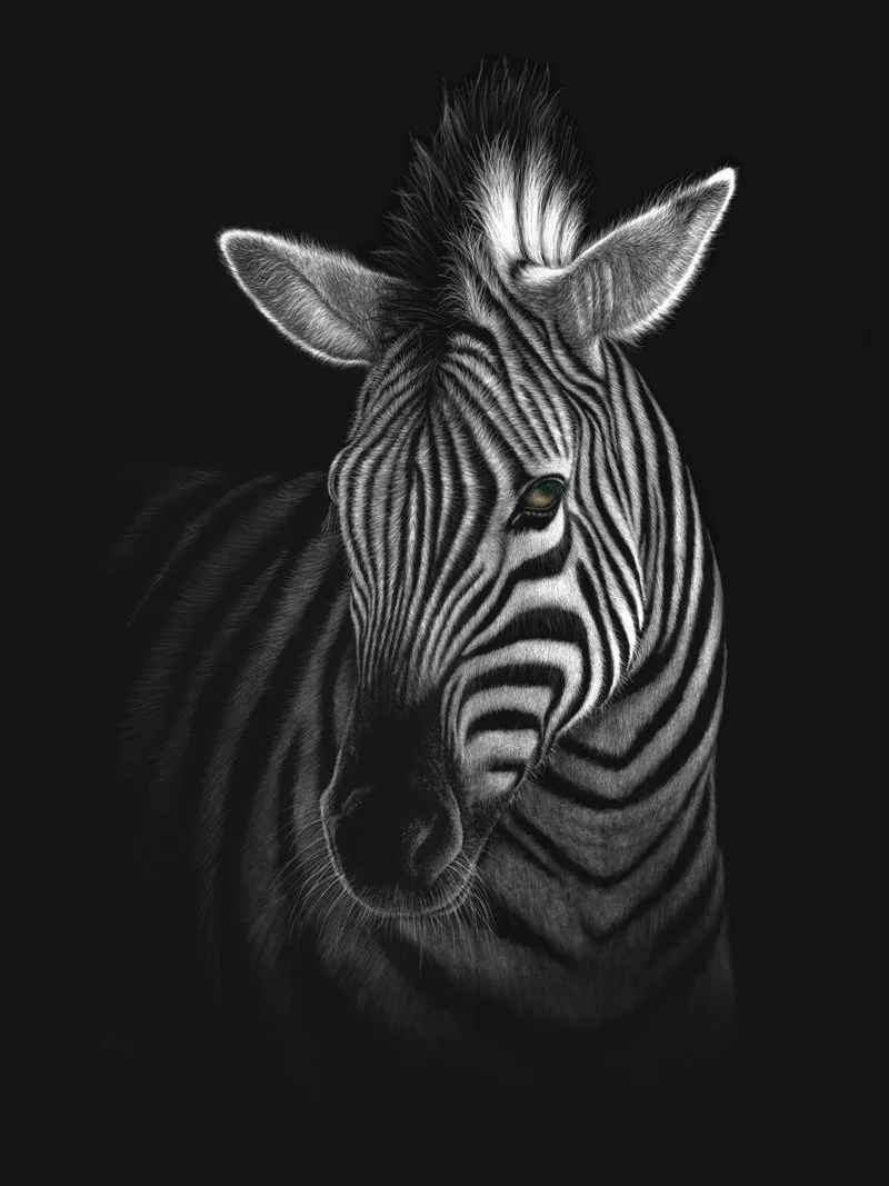Nzuri_zebra.jpg