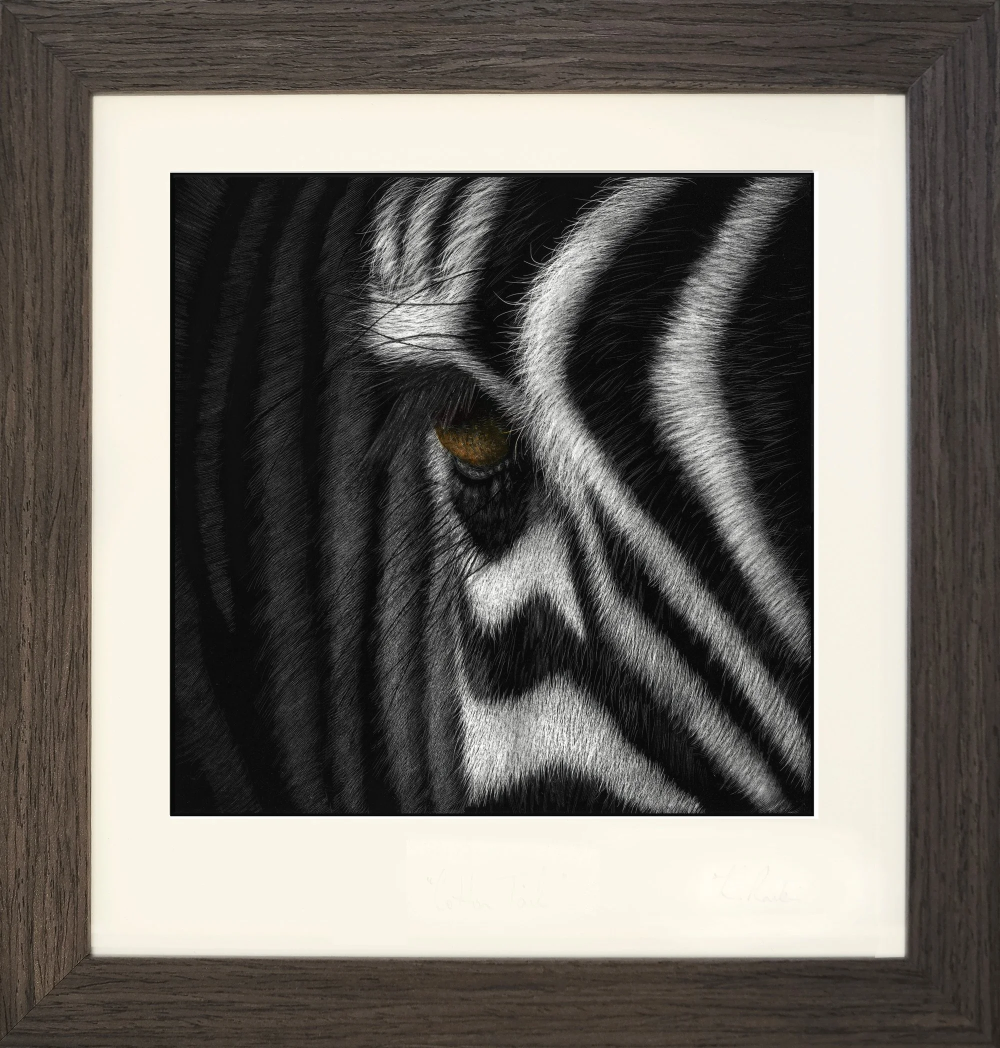 zebra-framed-hereslookingatyoutoo.jpg
