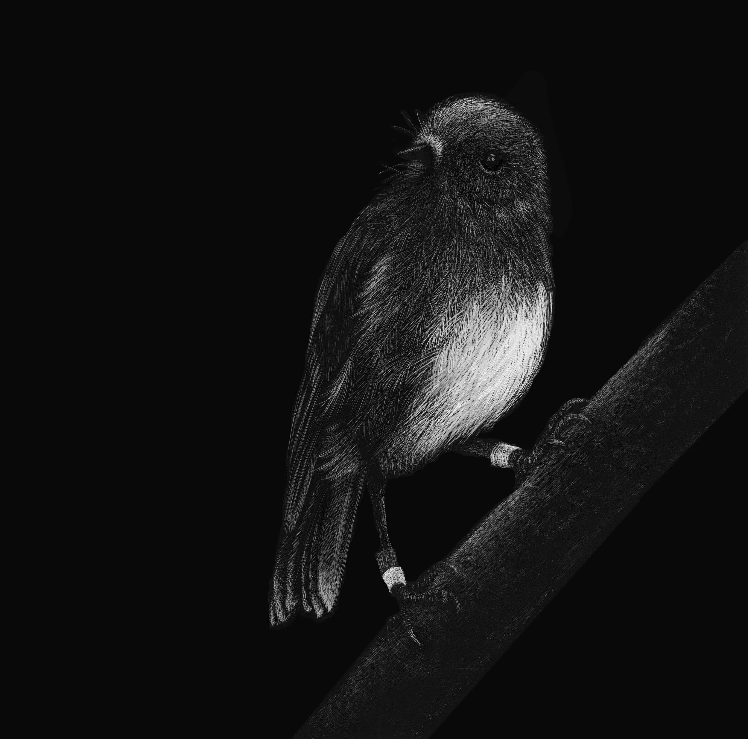 Toutouwai-robin.jpg