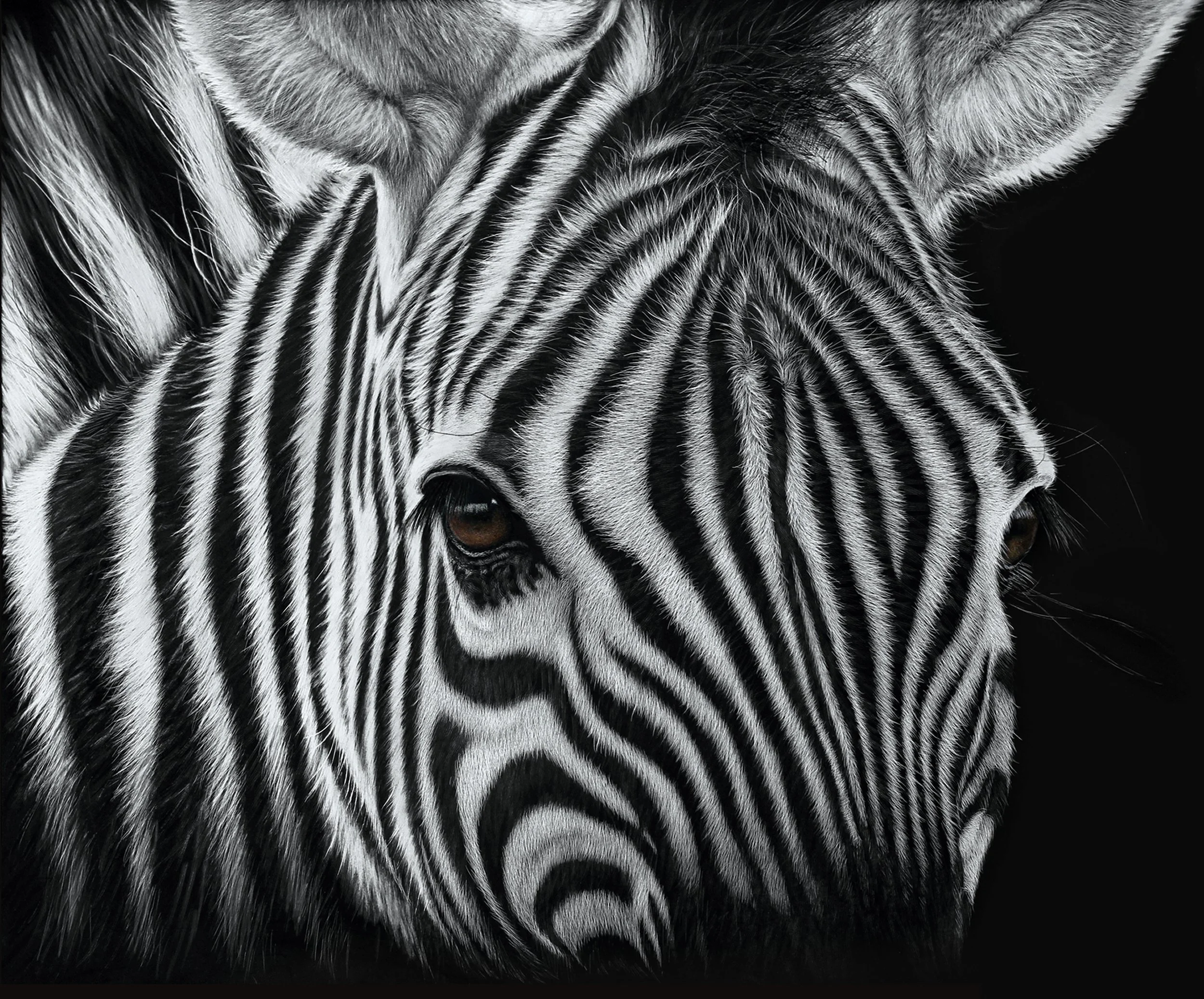 zebras stripes black or white.jpg