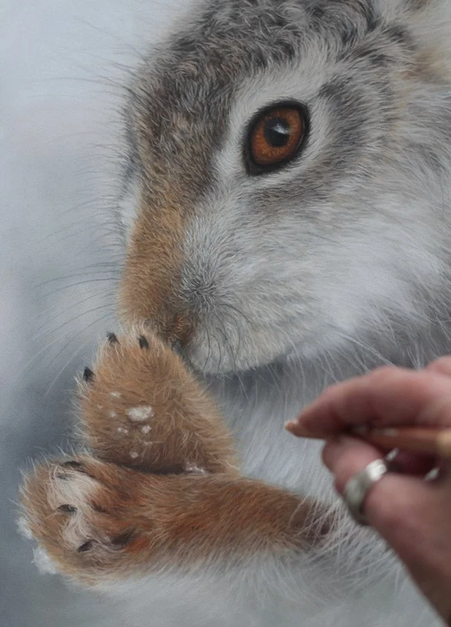 Hare-of-a-Whisker_closeup.jpg