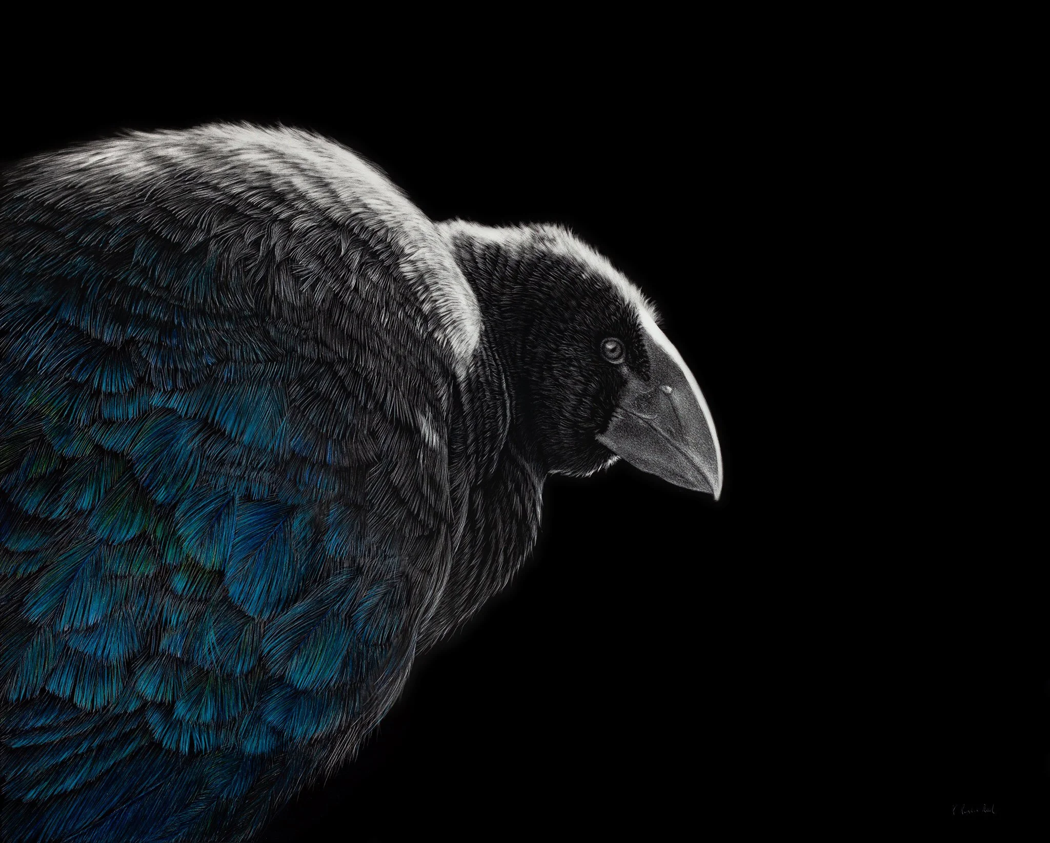 unextinct-takahe-scratchboard.jpg