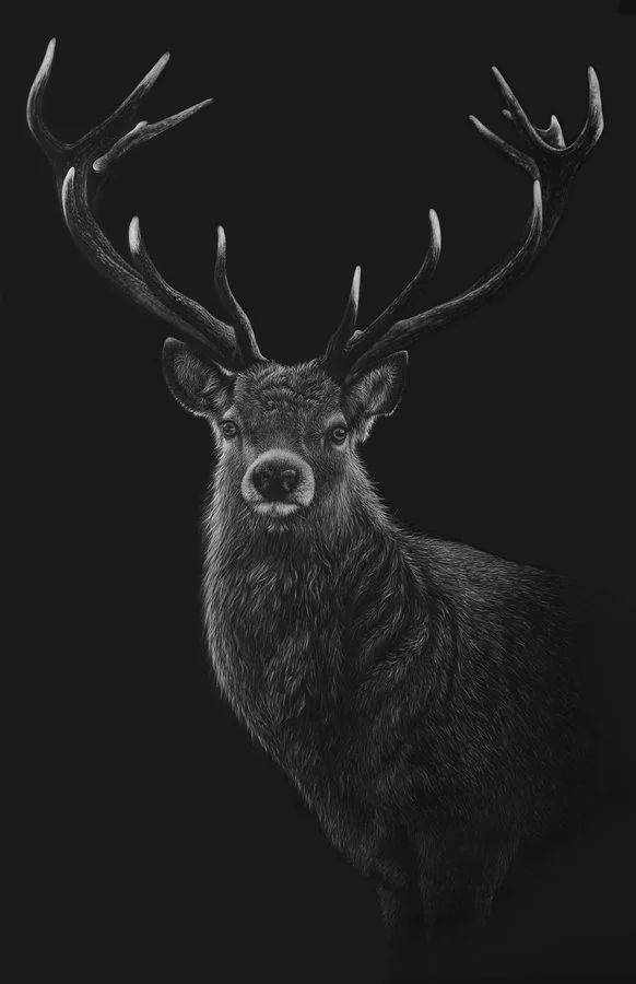 stag-red-deer-art.jpg