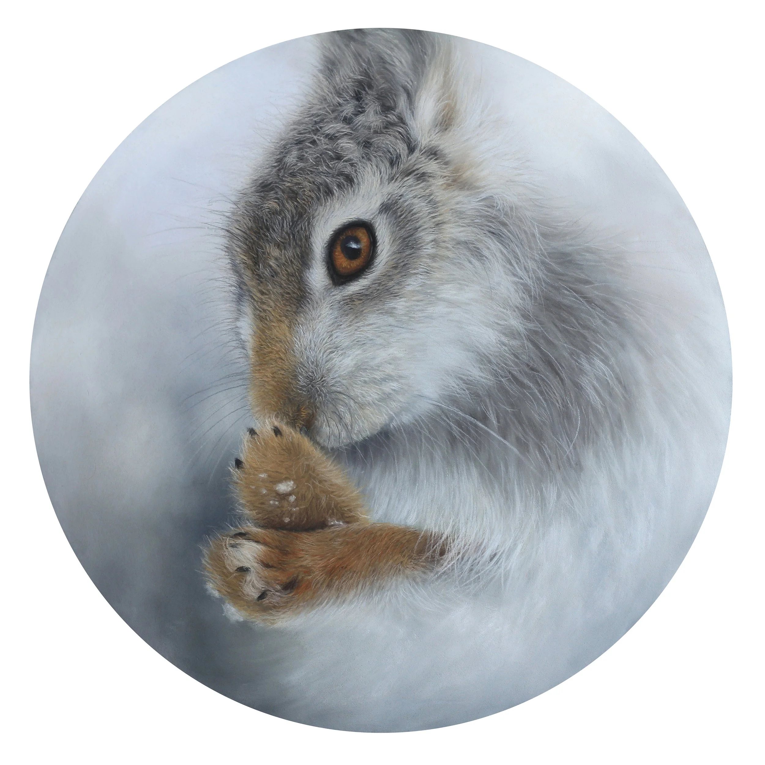 Hare of a Whisker (Scottish Snowy Mountain Hare)