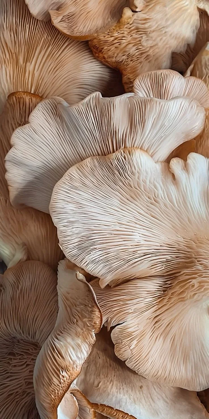 Close-up of beige and cream-colored mushrooms with gills showing underneath.