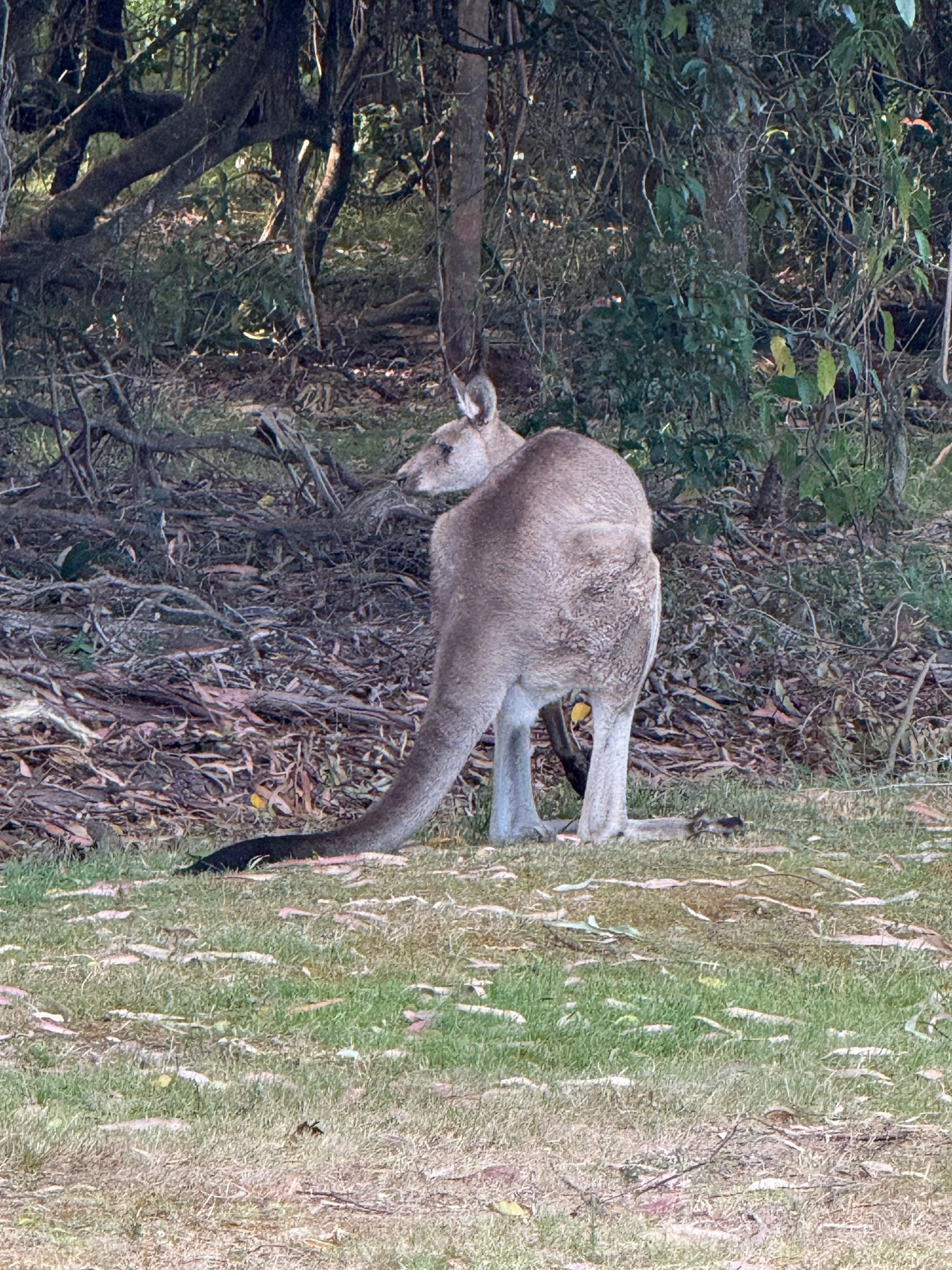 IMG_1519.jpeg
