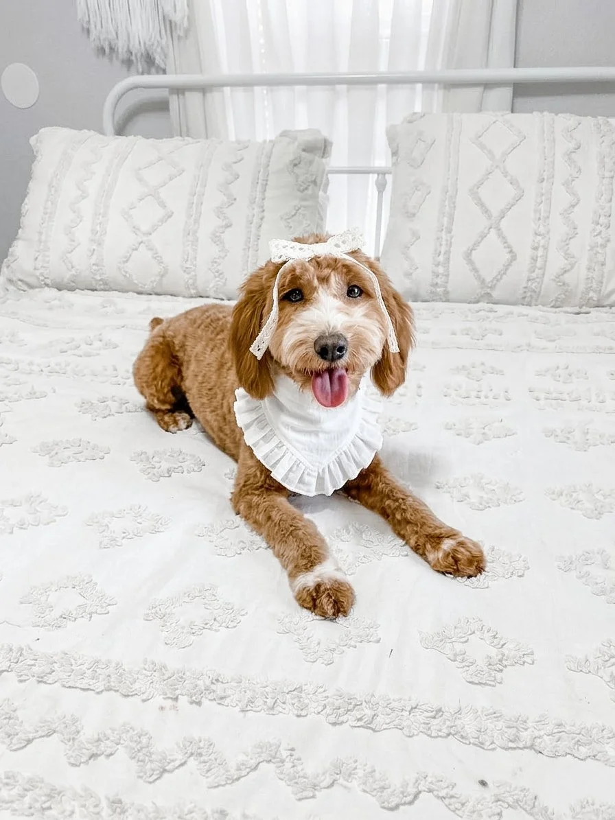 mini goldendoodle near me