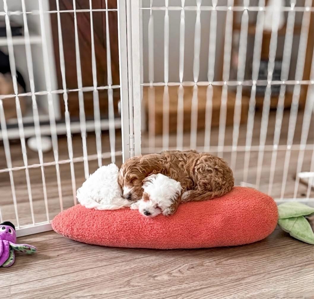 Parti goldendoodle puppy near me