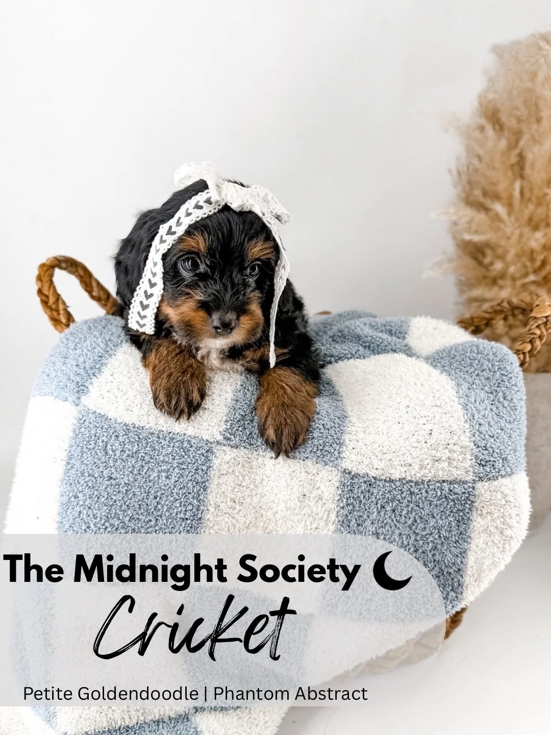 The Midnight Society.png